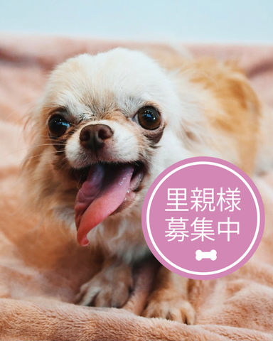 きんとき