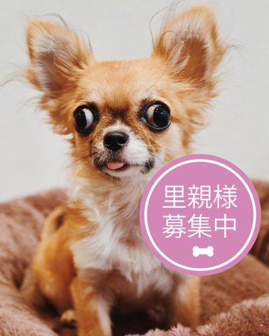 こがね