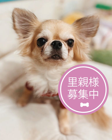 麦茶