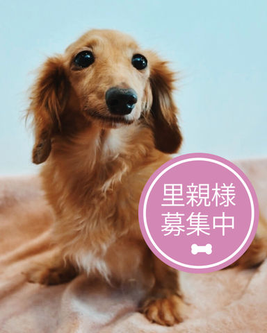 ロド
