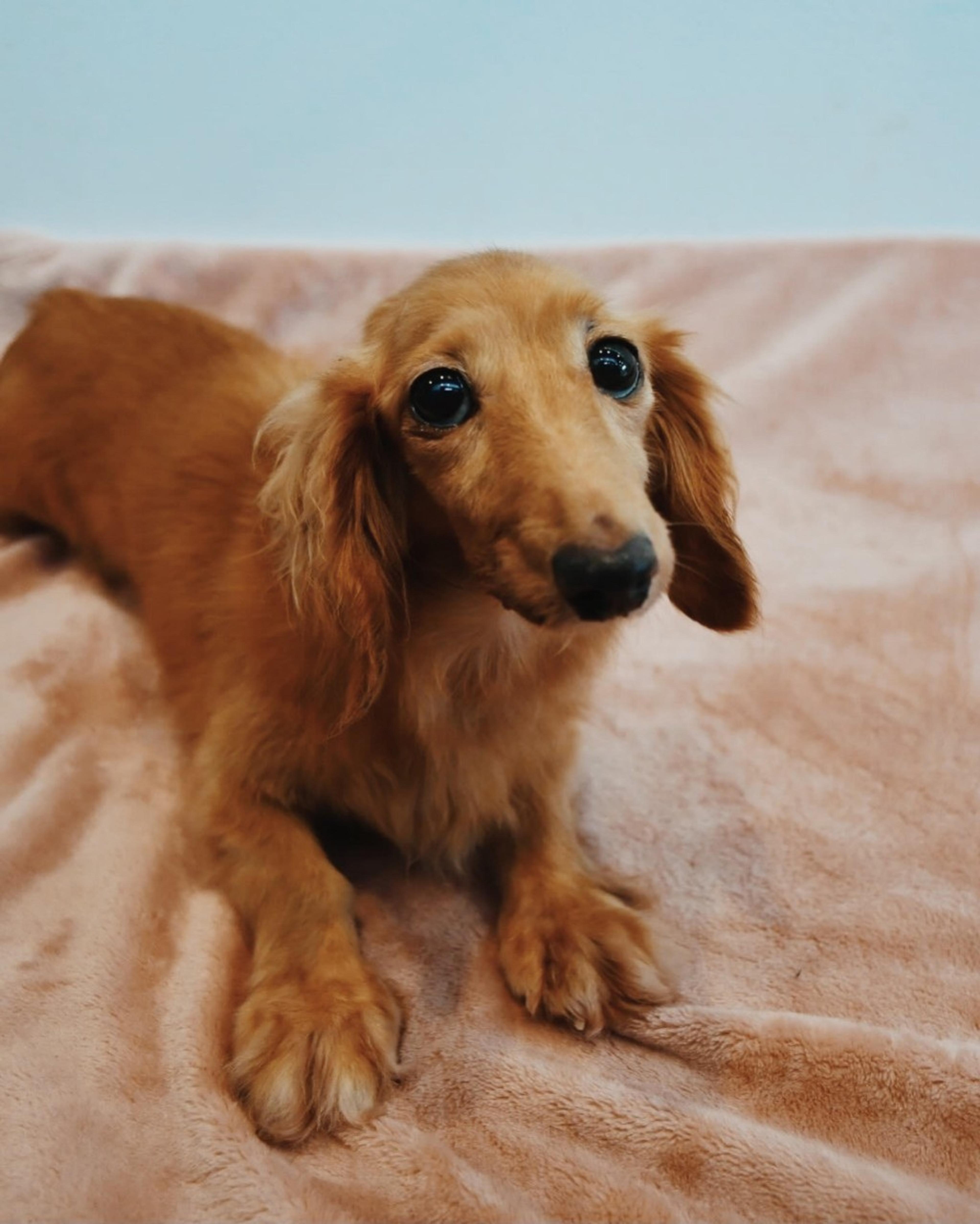 pet-image-2