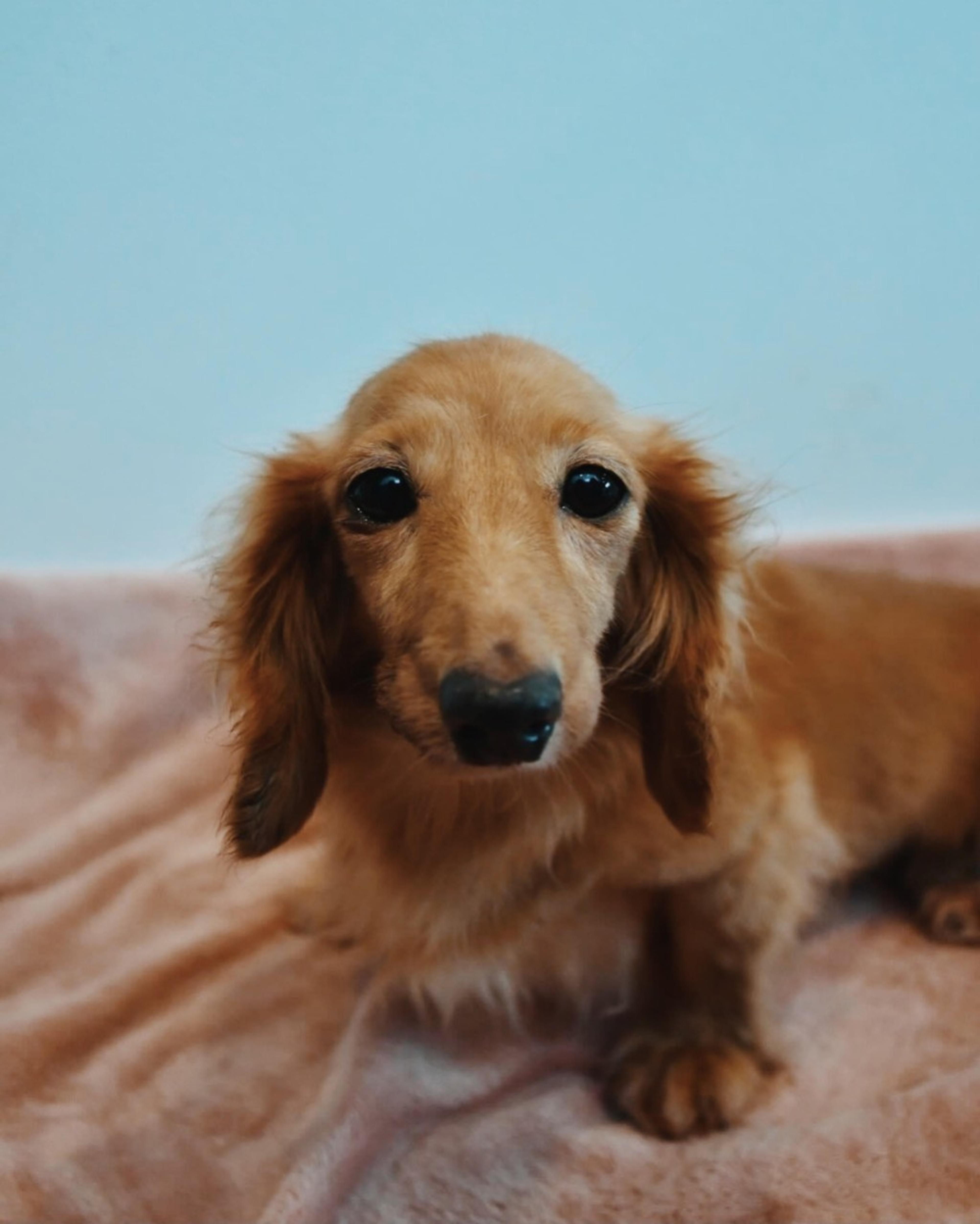 pet-image-3