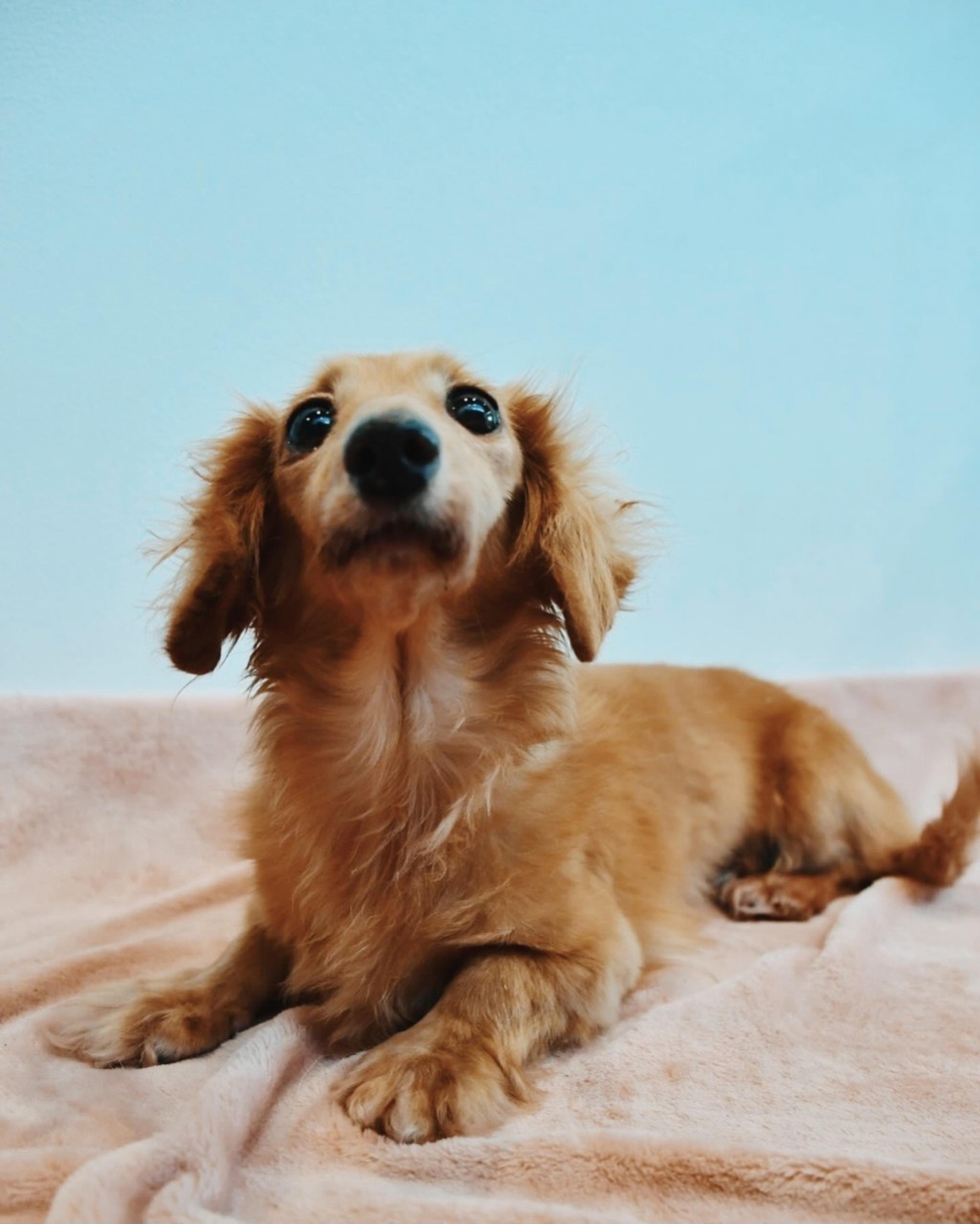 pet-image-4