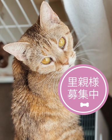 ハドソン