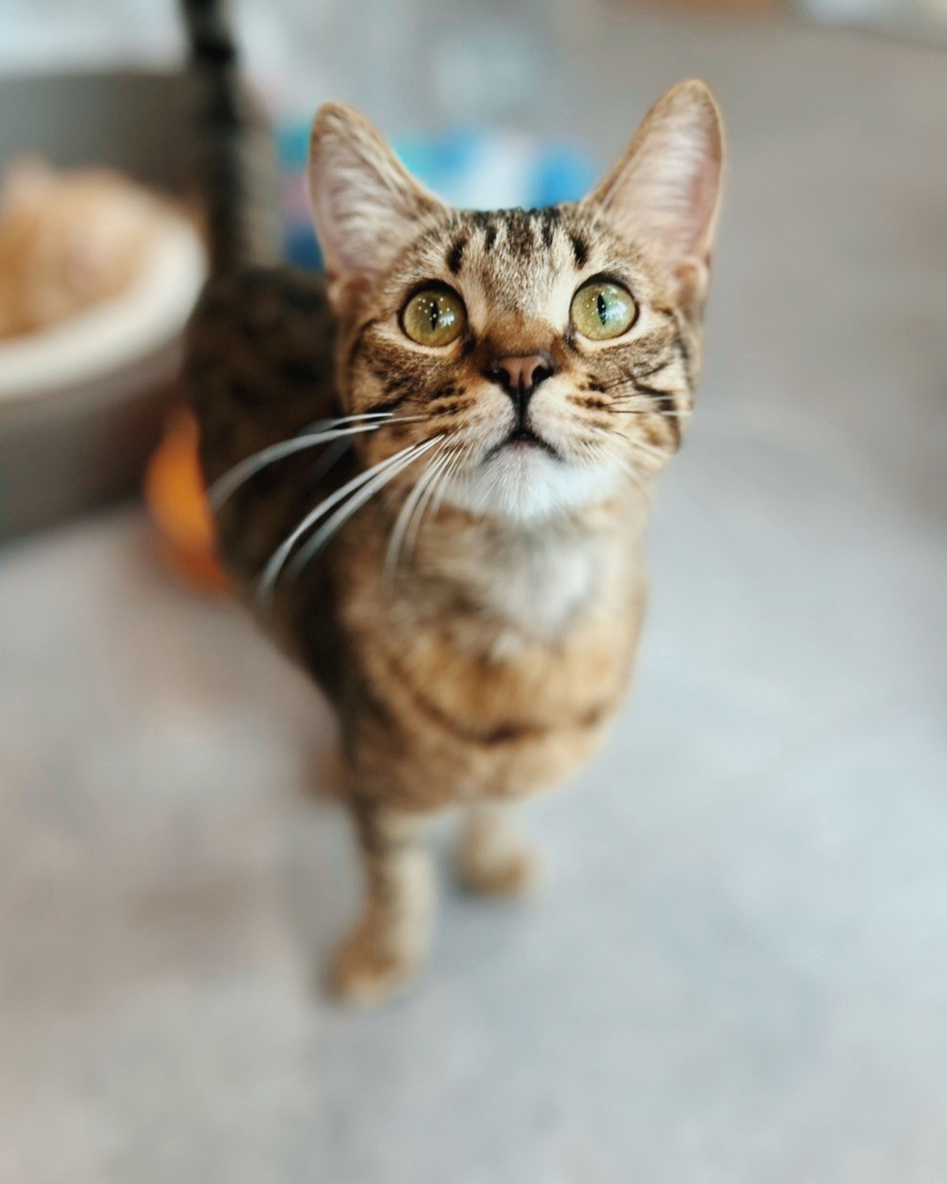 pet-image-2