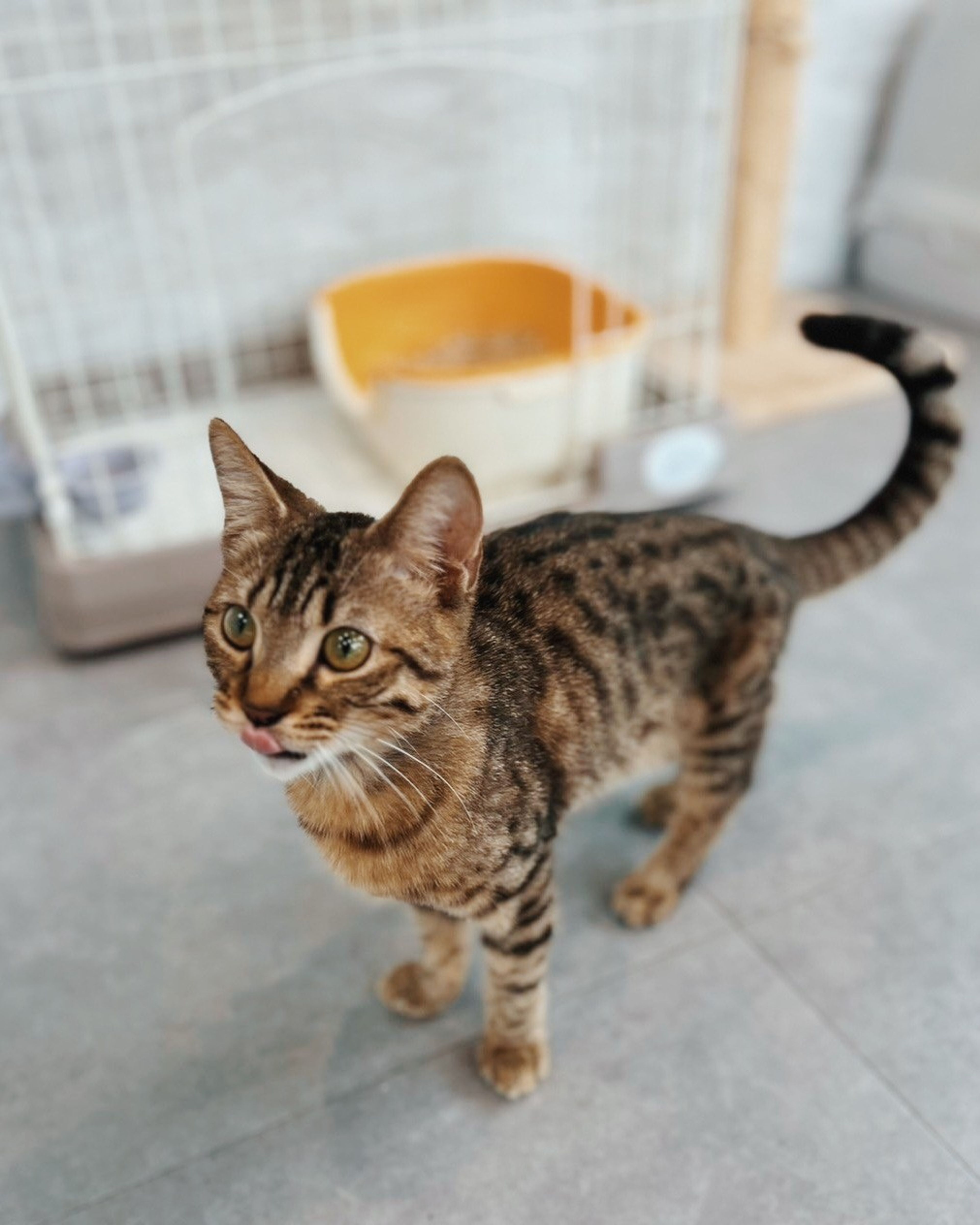 pet-image-3