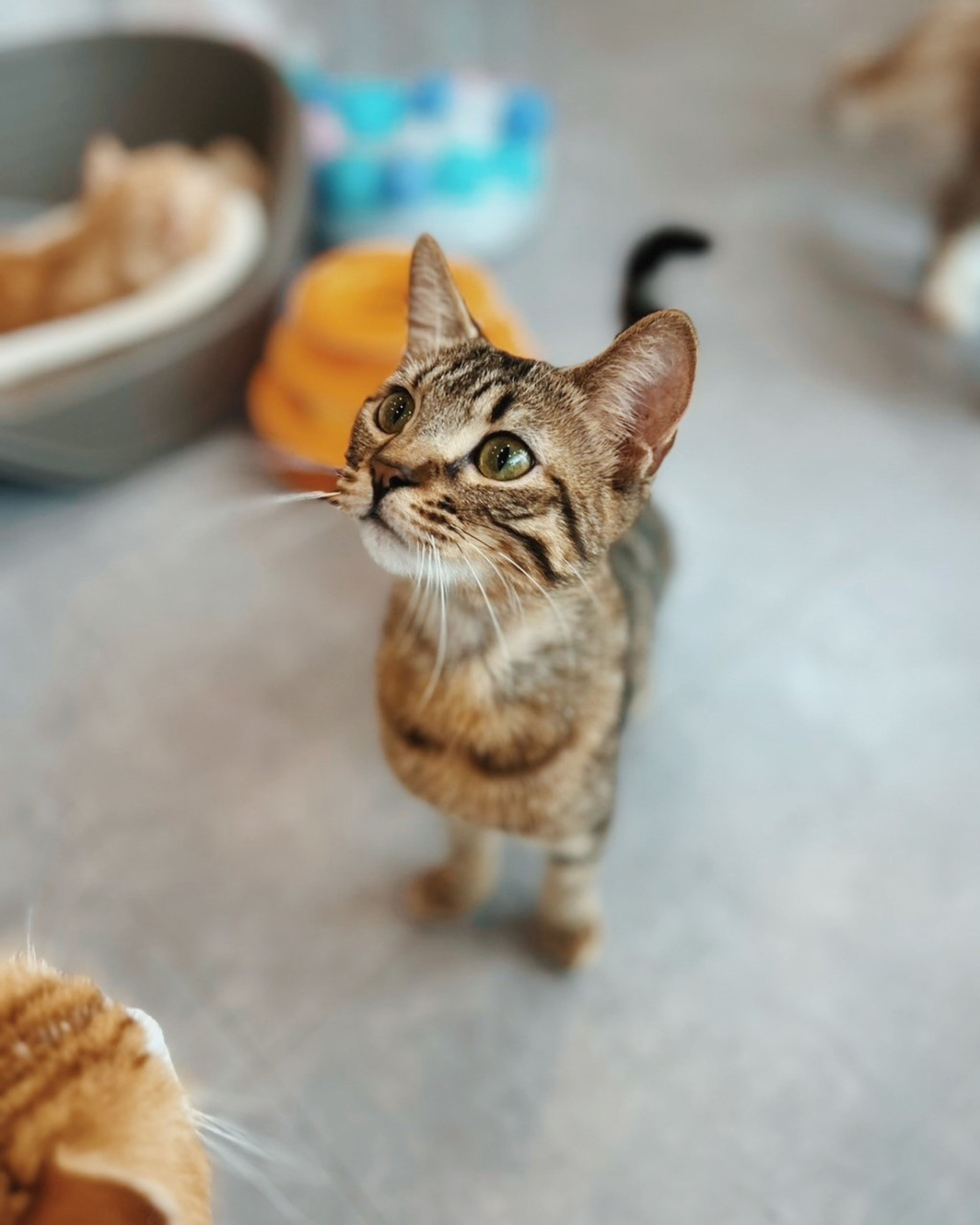 pet-image-4