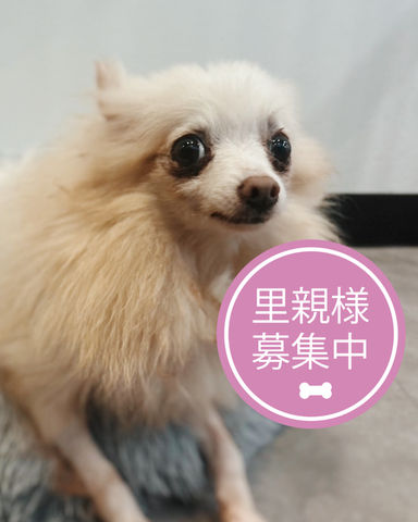 ハジロ