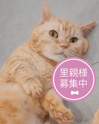 ちらしずし