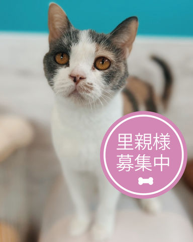 ヘラクレス