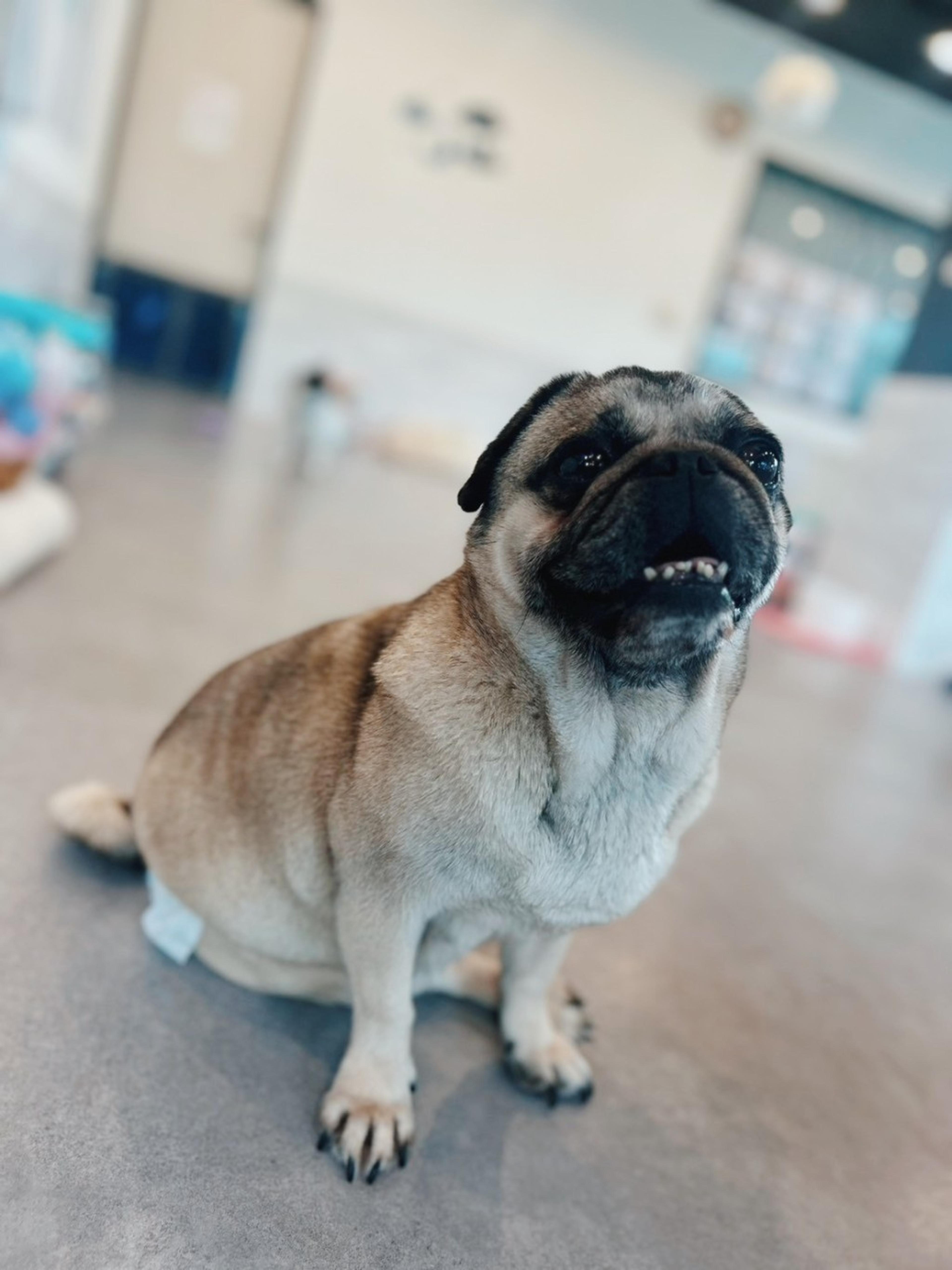 pet-image-2