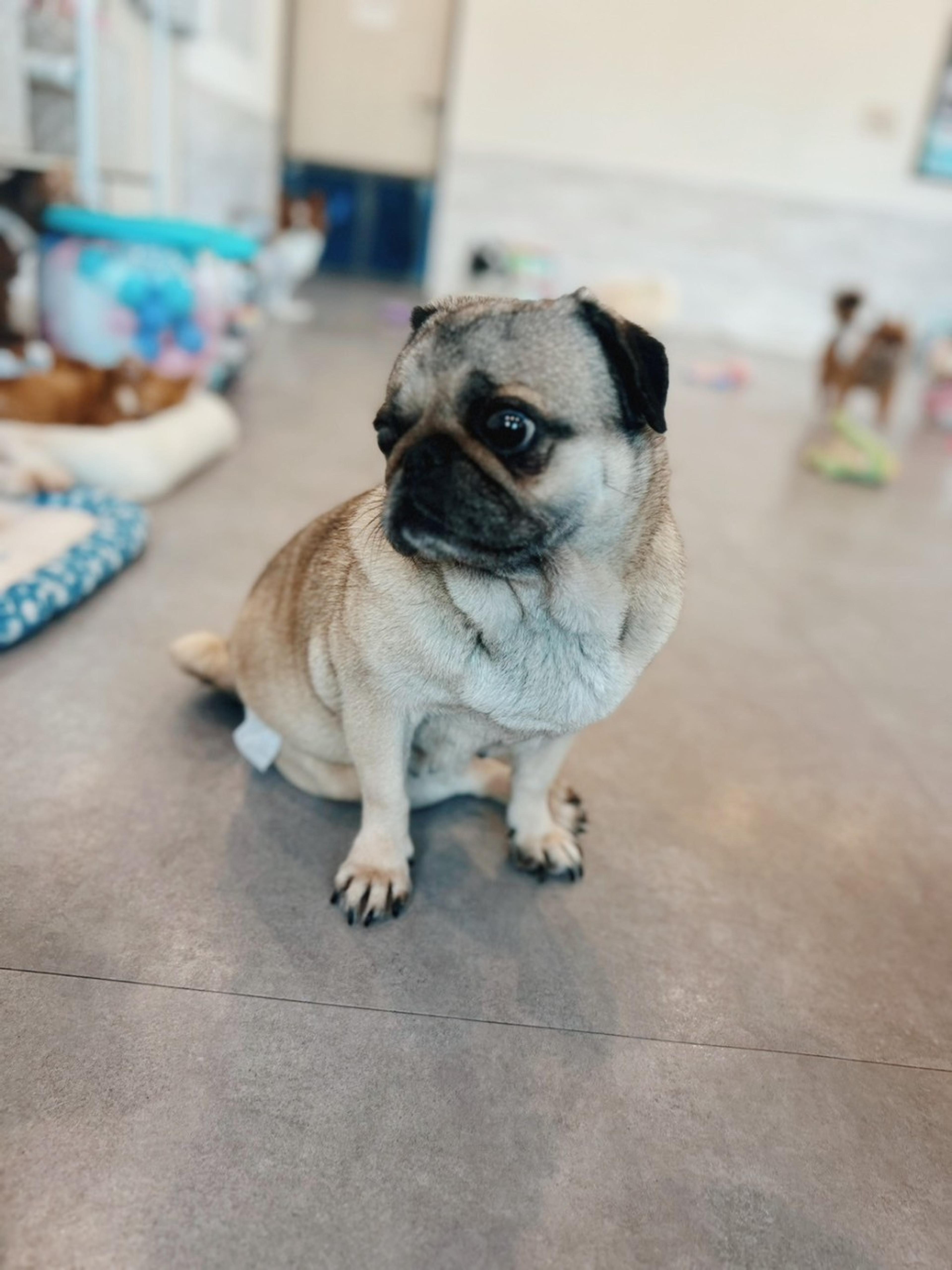 pet-image-3