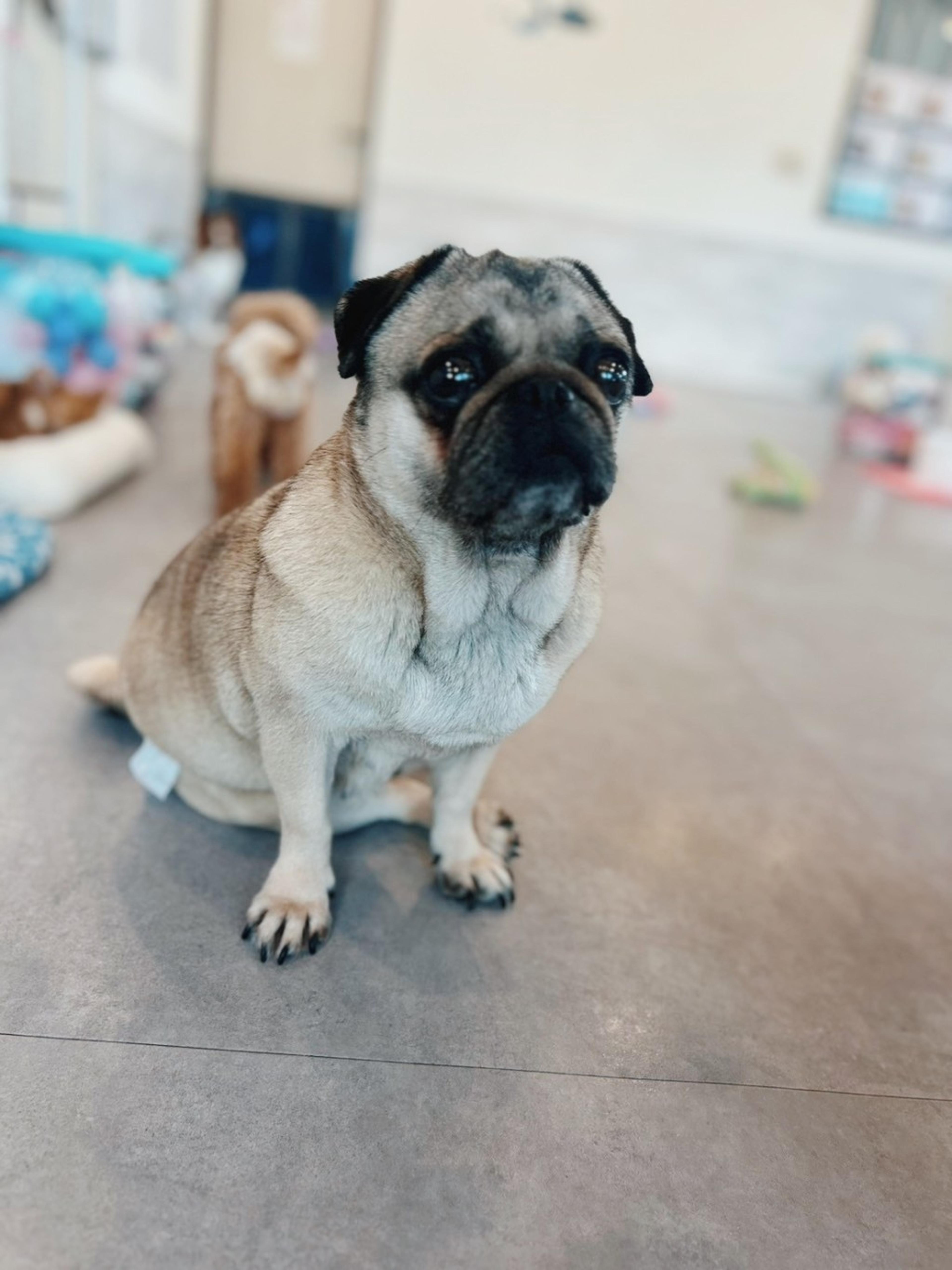 pet-image-4