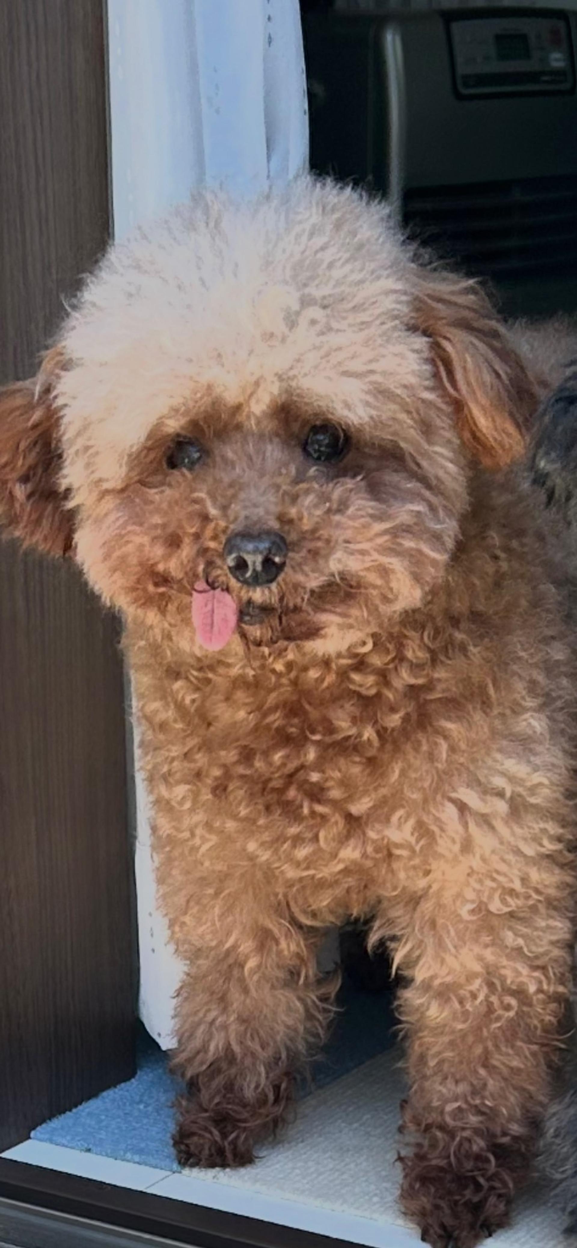 pet-image-2