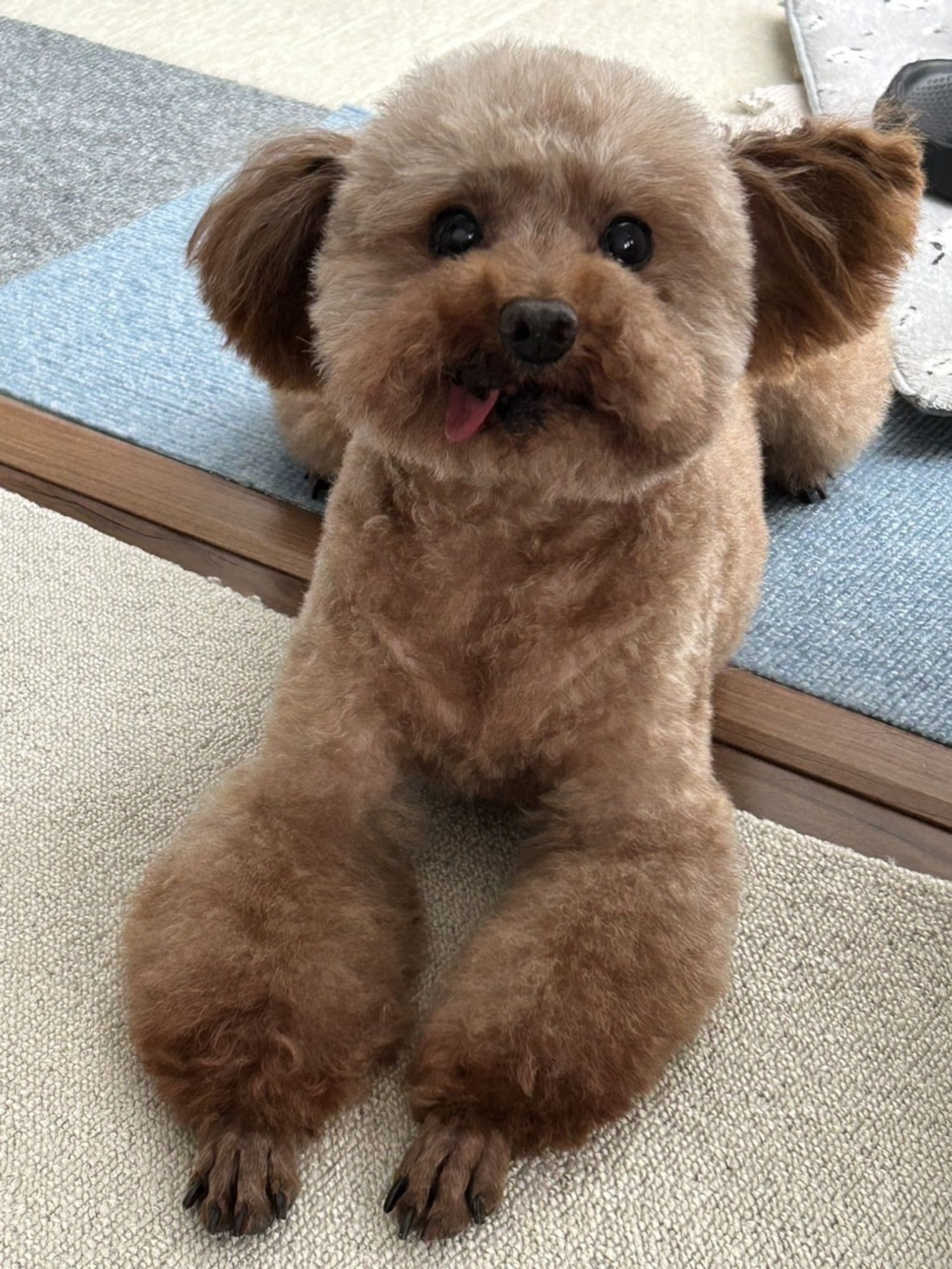 雑種（ミックス犬）・メスの里親募集の写真