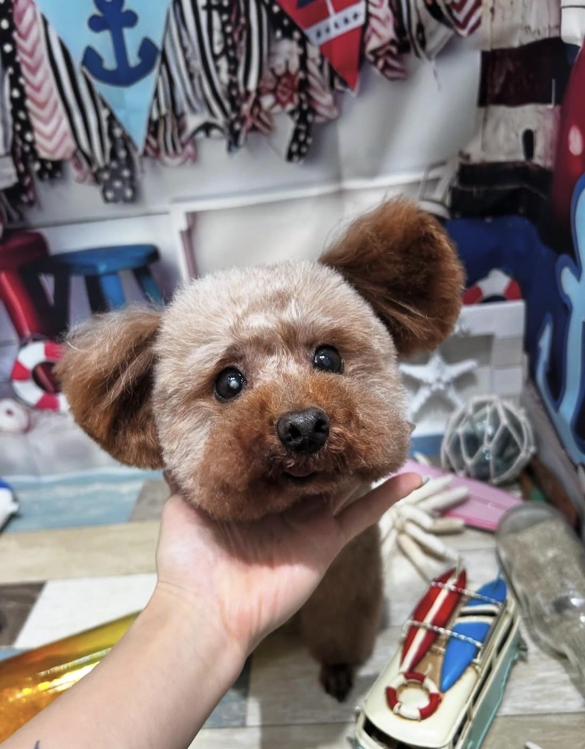 pet-image-3