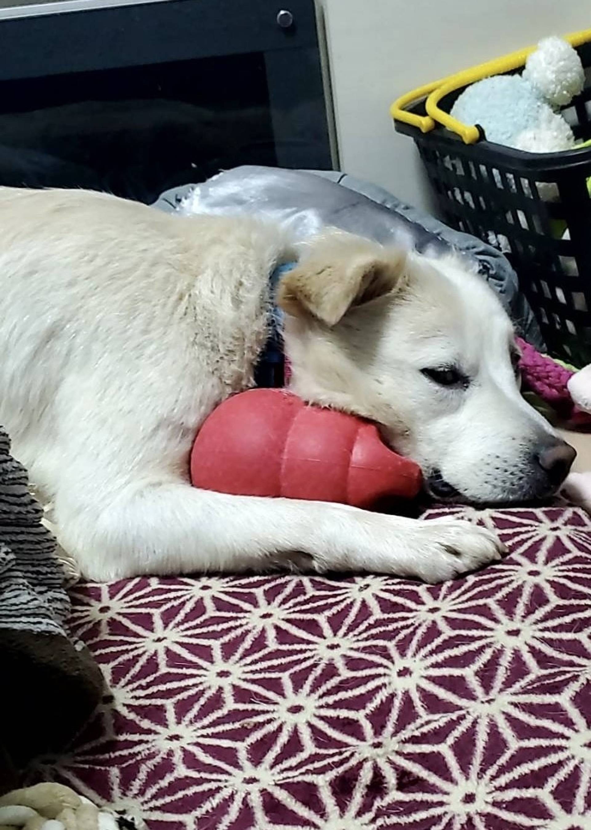 雑種（ミックス犬）・オスの里親募集の写真