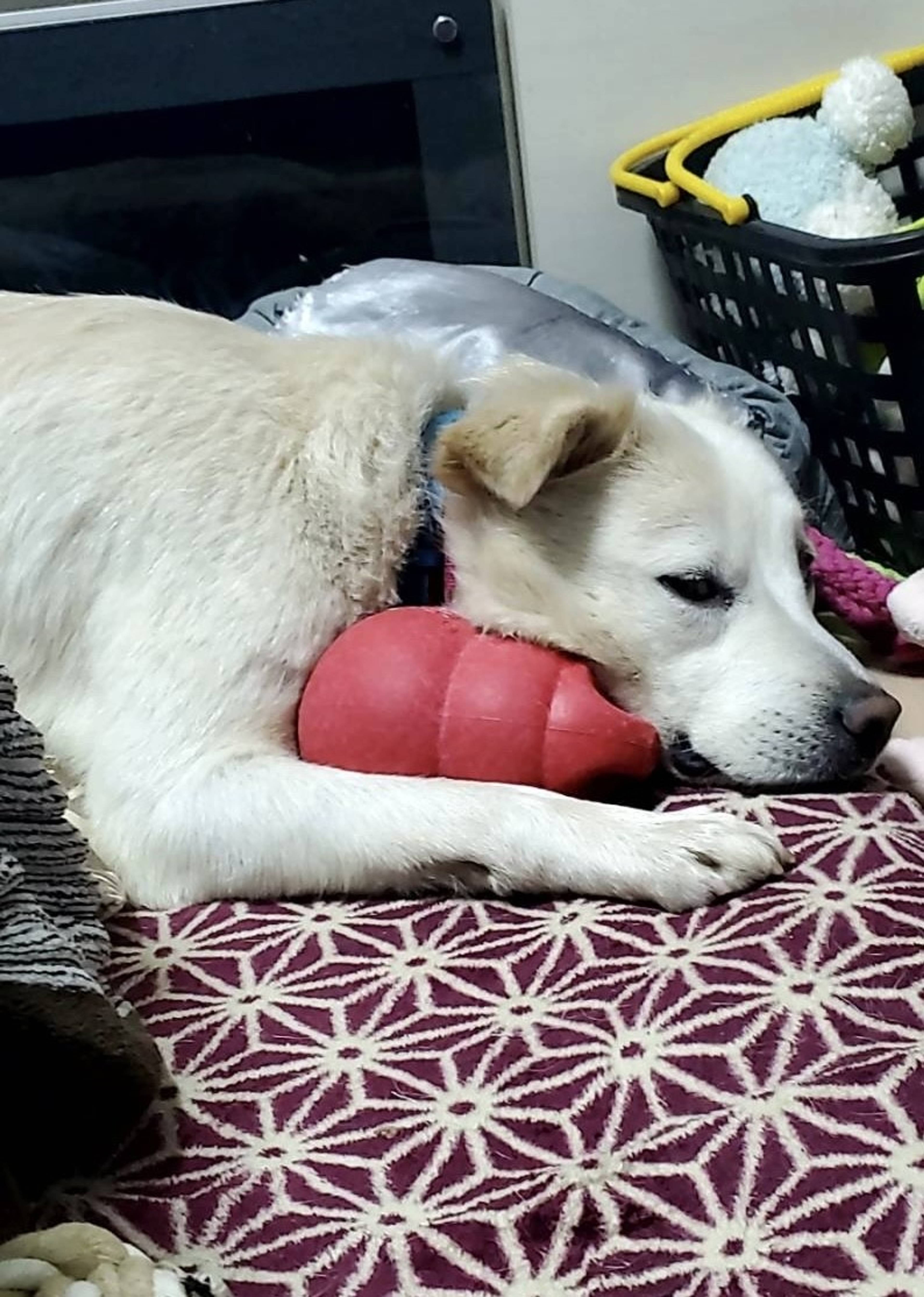 雑種（ミックス犬）・オスの里親募集の写真