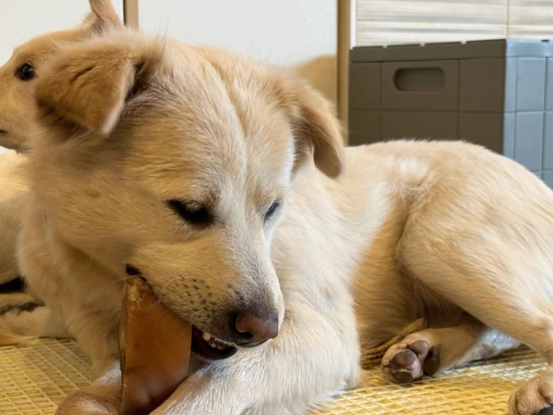pet-image-2