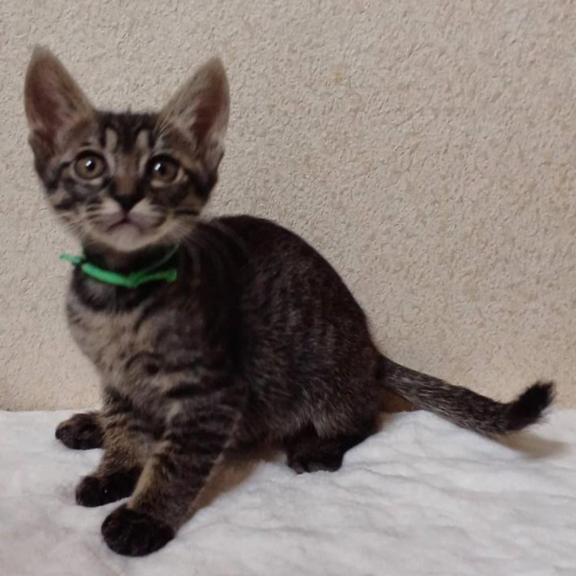 pet-image-4