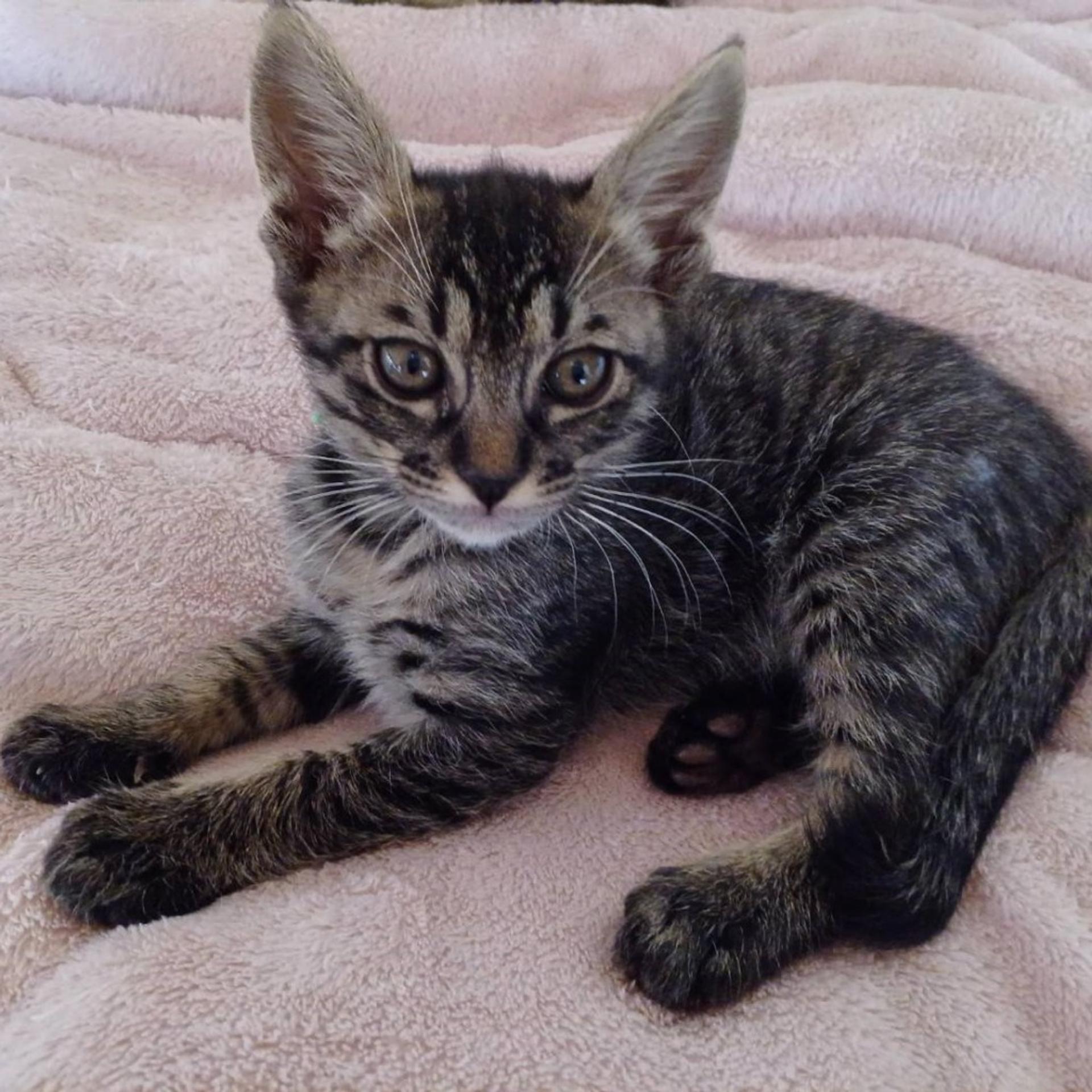 pet-image-7