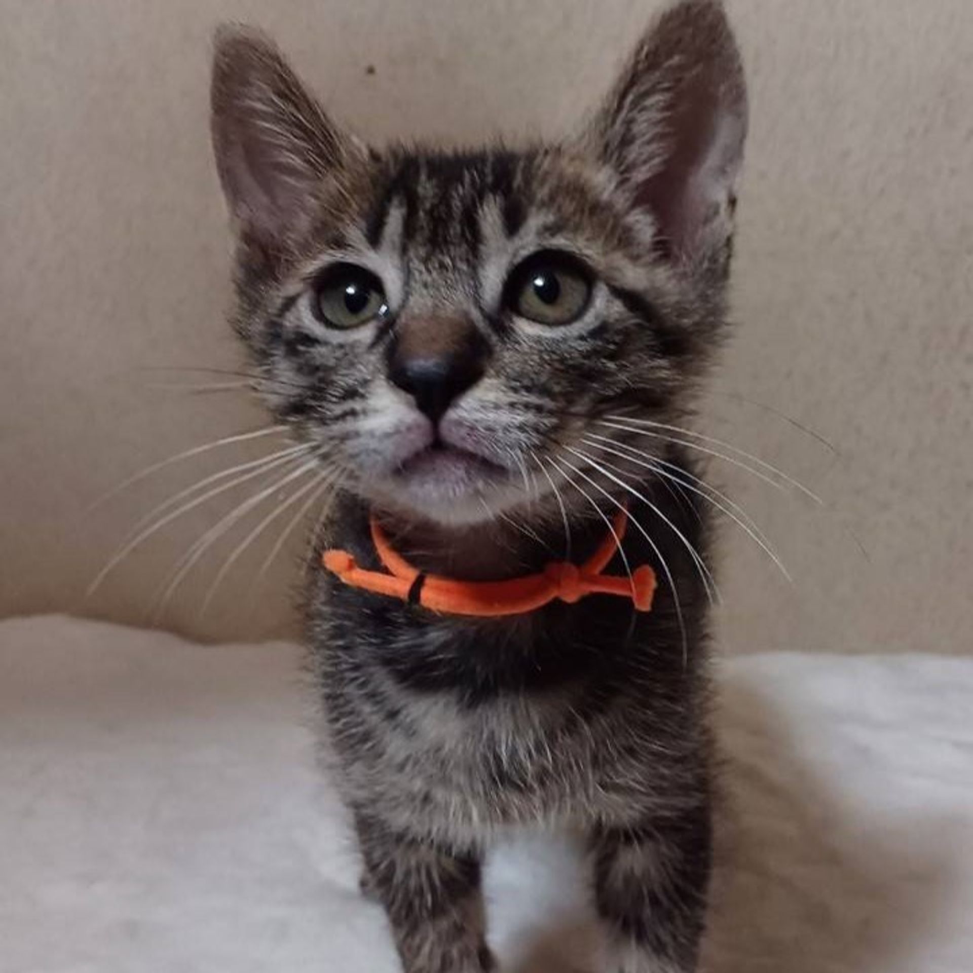 雑種（ミックス猫）・オスの里親募集の写真
