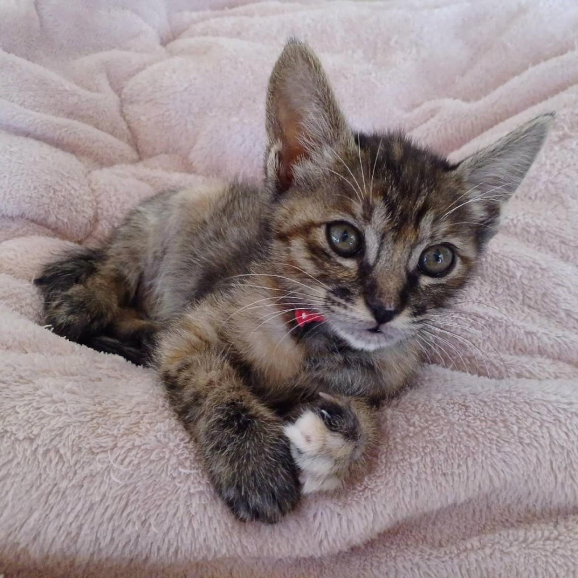 pet-image-3