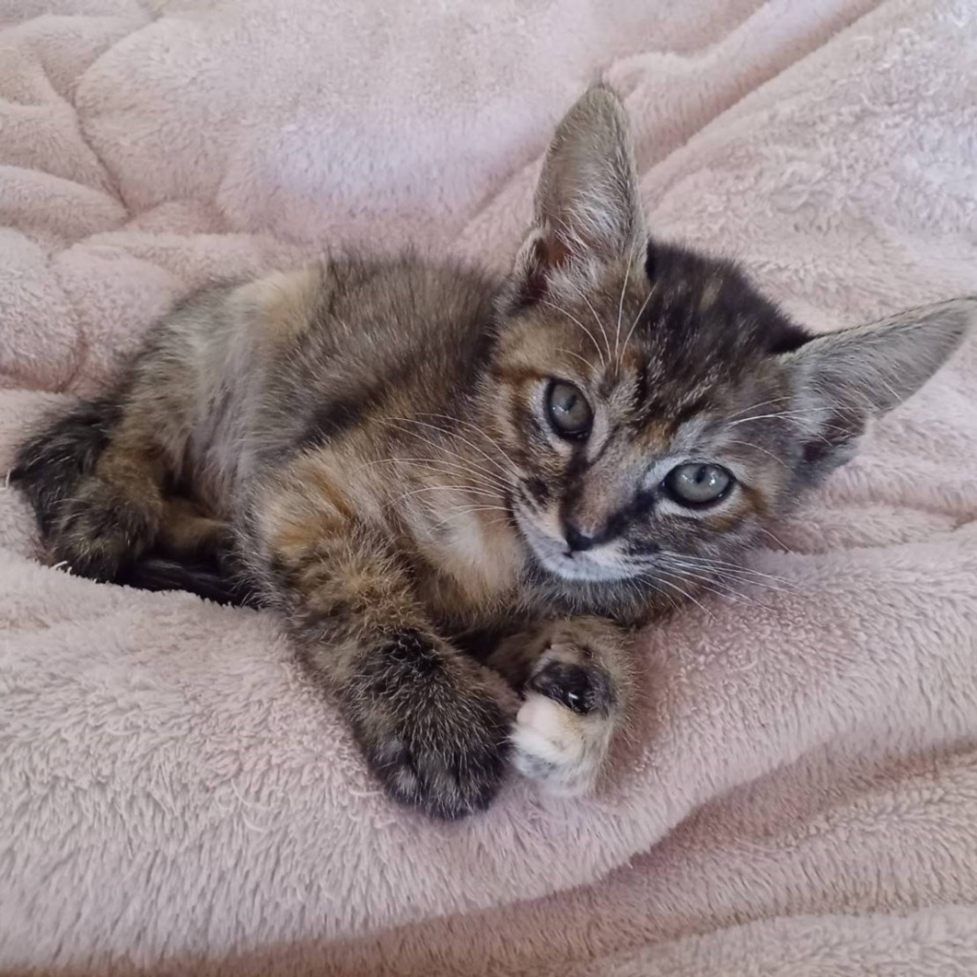 雑種（ミックス猫）・メスの里親募集の写真
