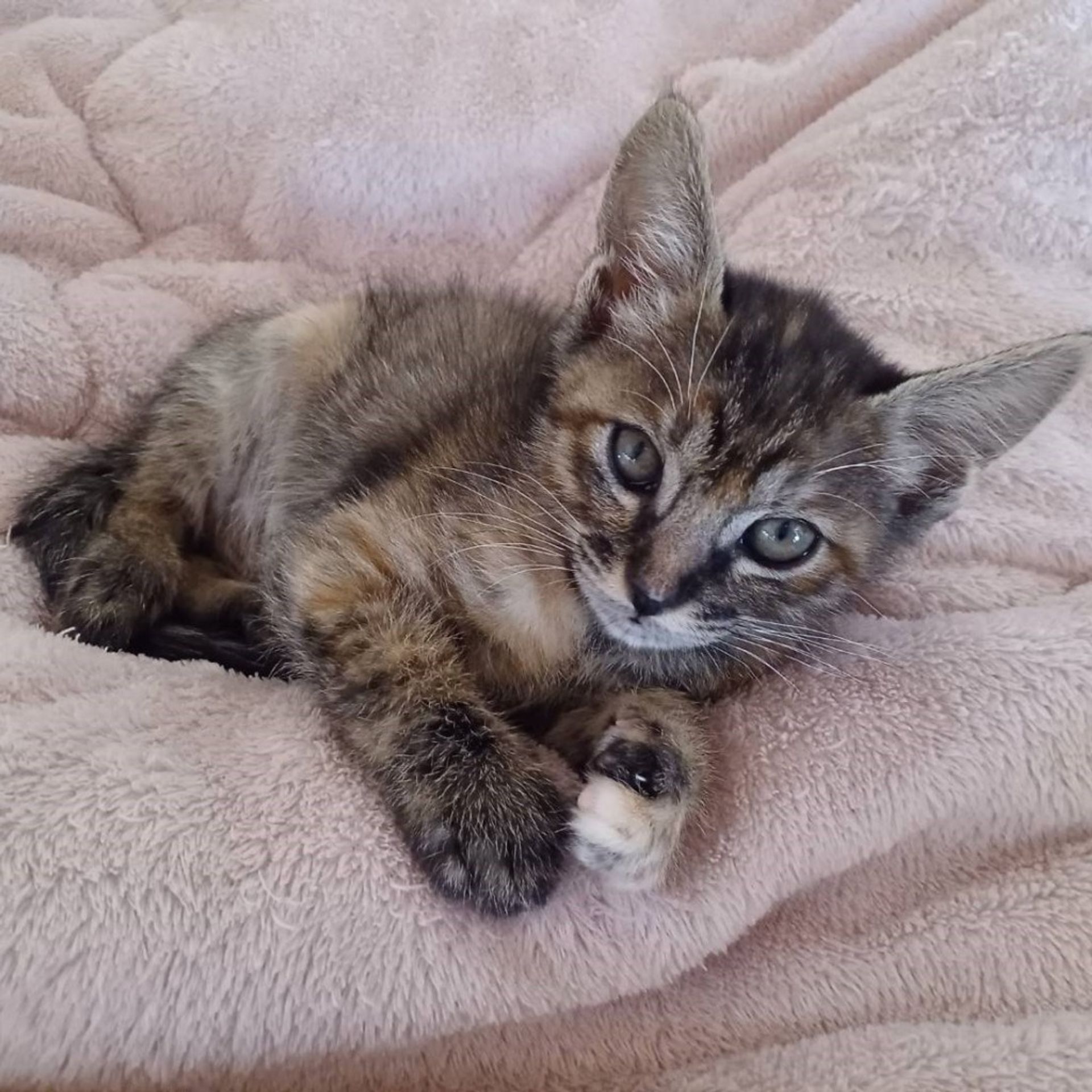 雑種（ミックス猫）・メスの里親募集の写真