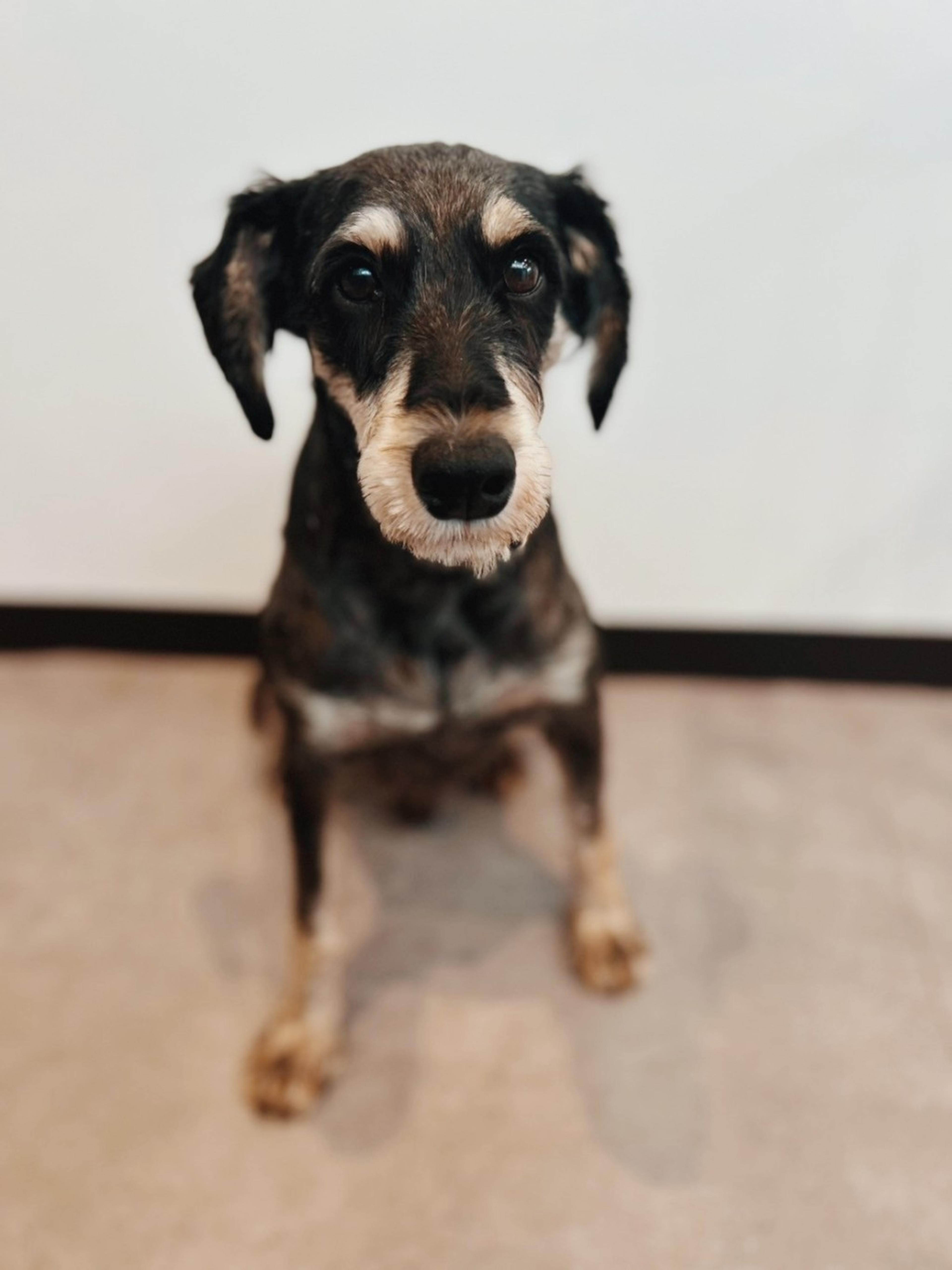 pet-image-2