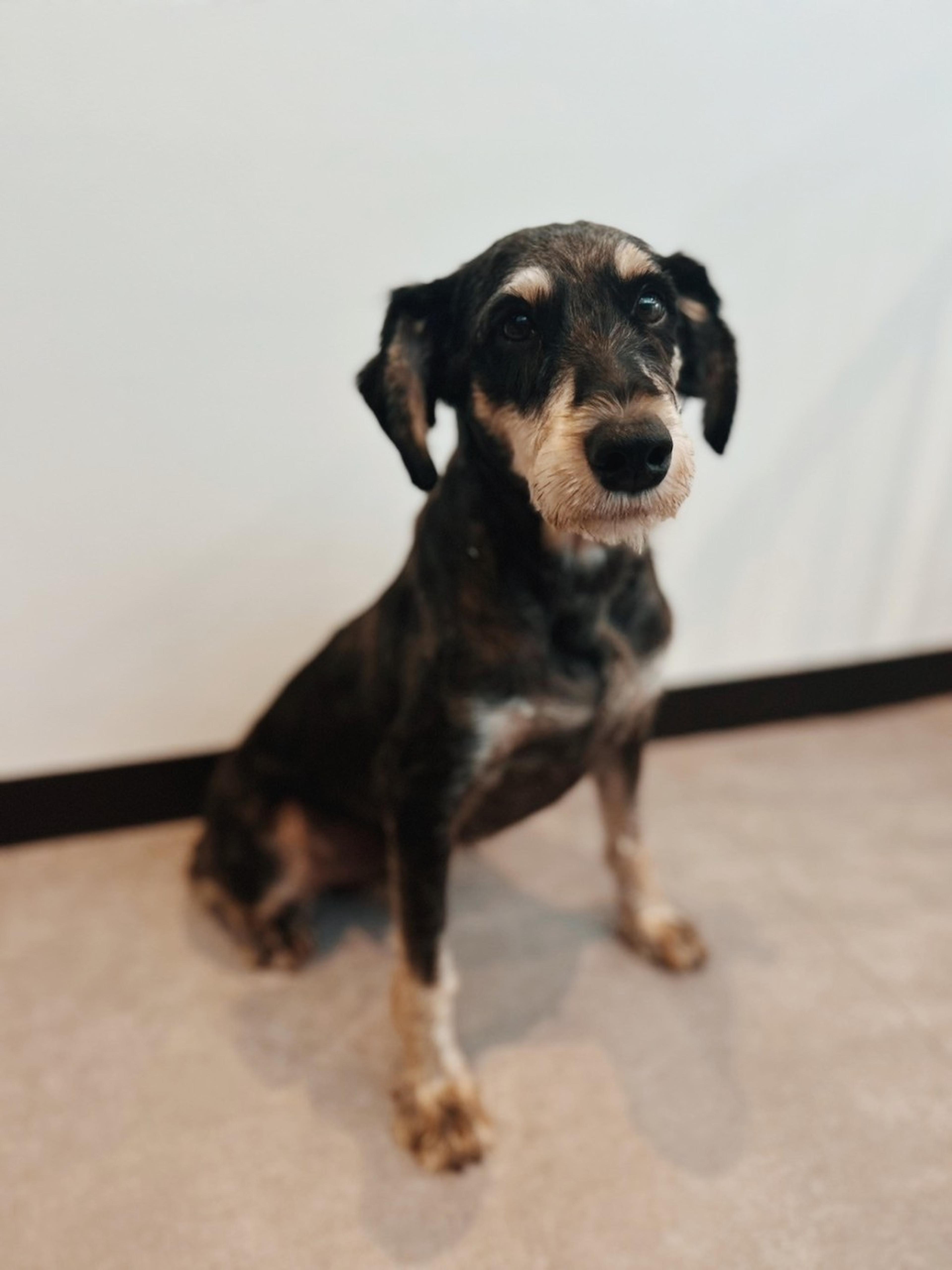 pet-image-3