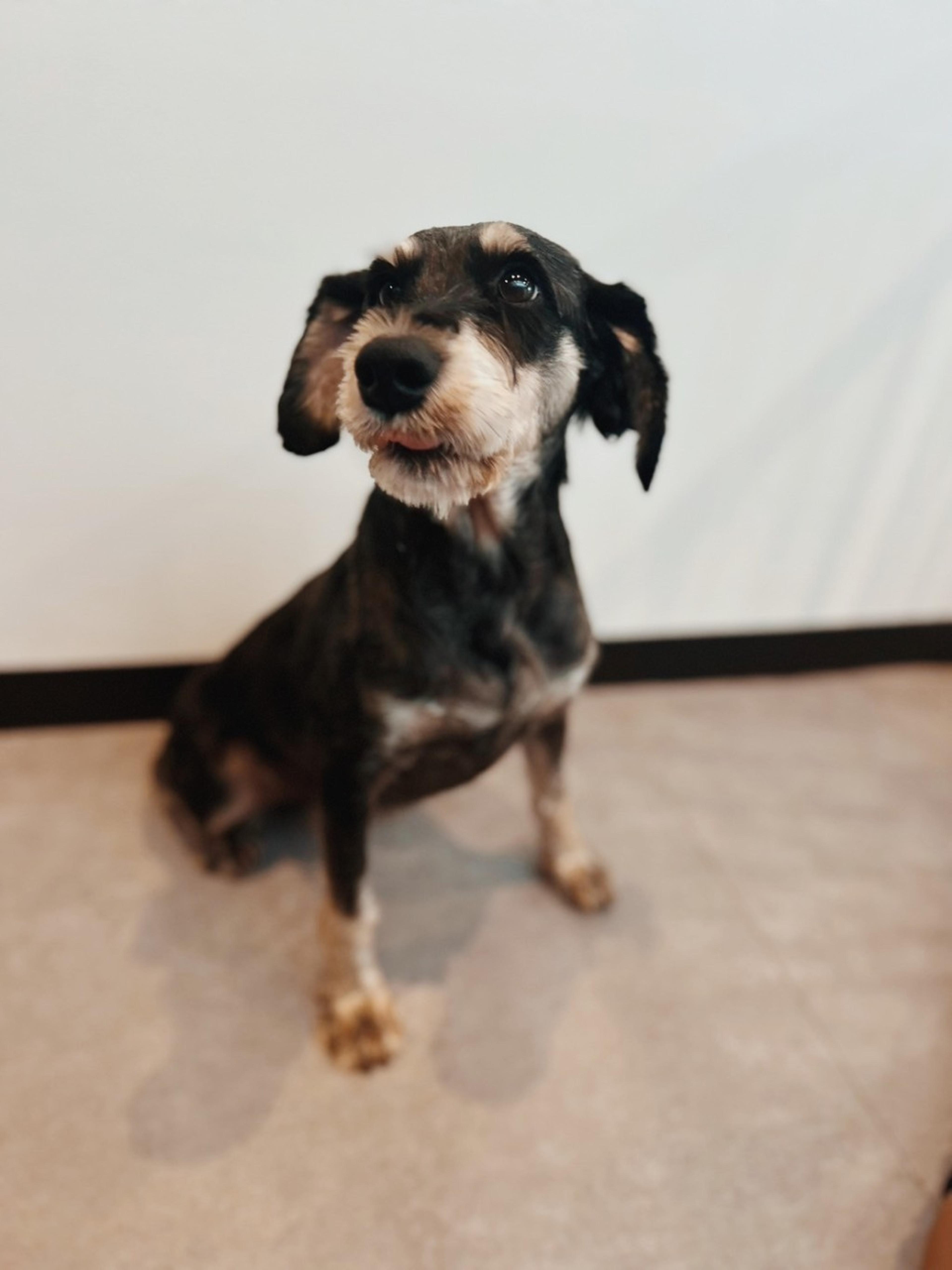 pet-image-4