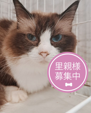 みずがめ