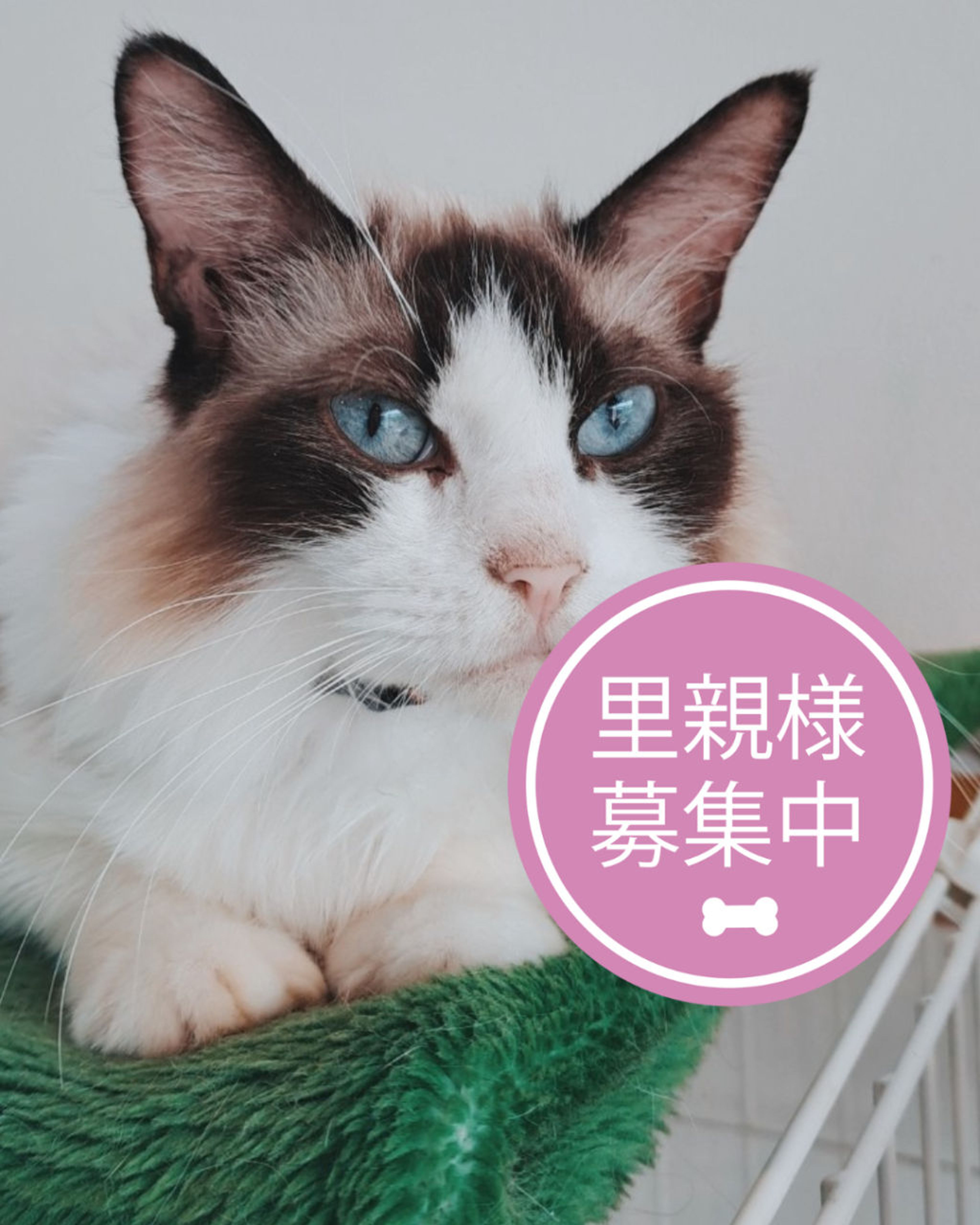 ラグドール・メスの里親募集の写真