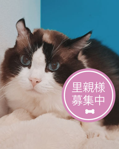 おうし