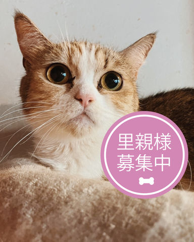 うお