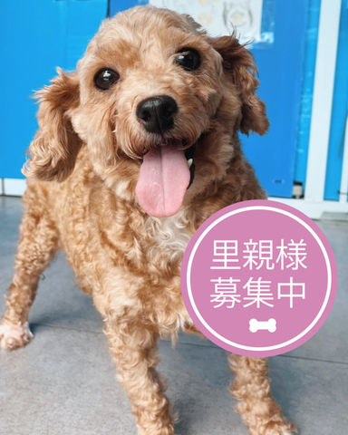 シャンゼリゼ
