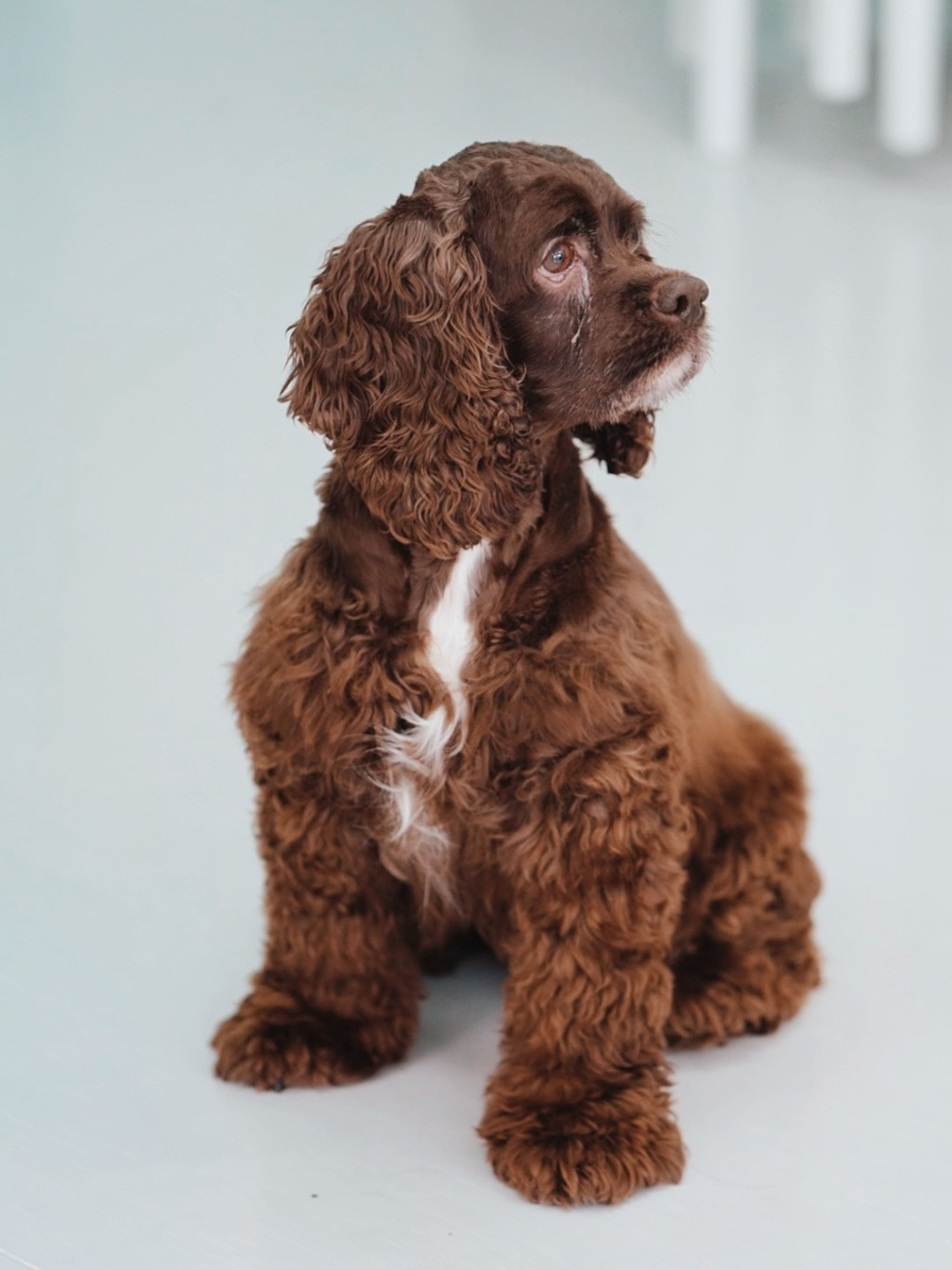 pet-image-4