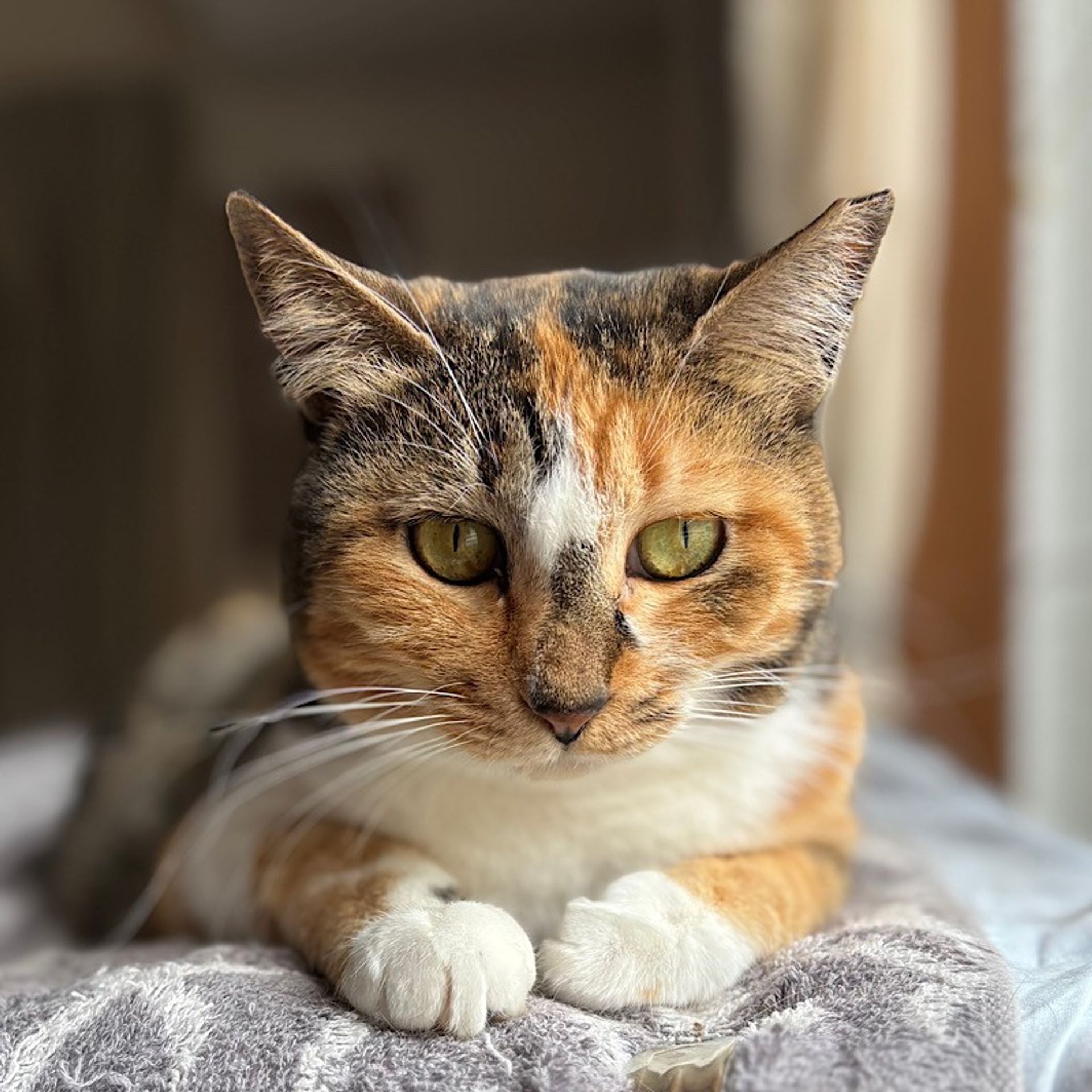 雑種（ミックス猫）・メスの里親募集の写真