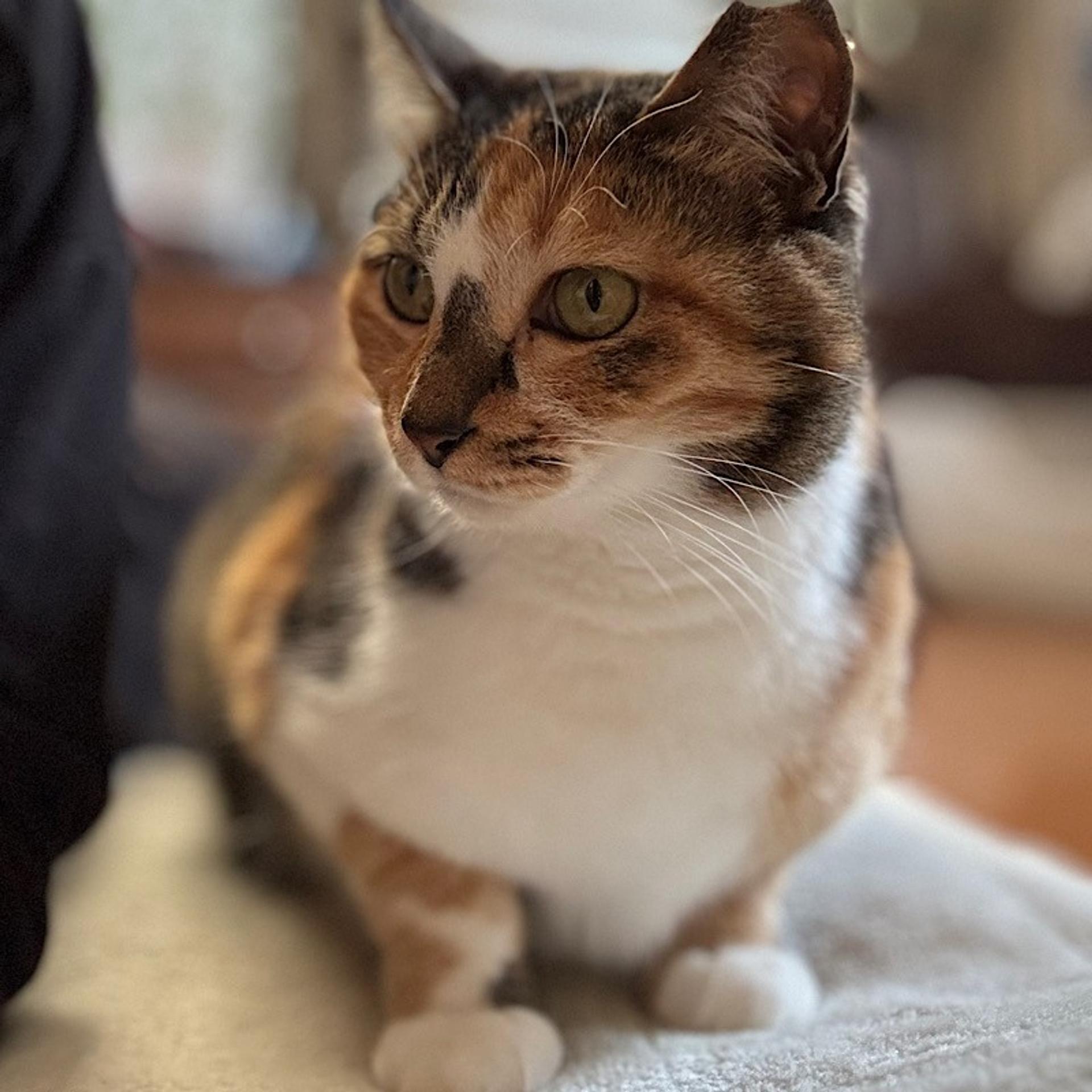 pet-image-5