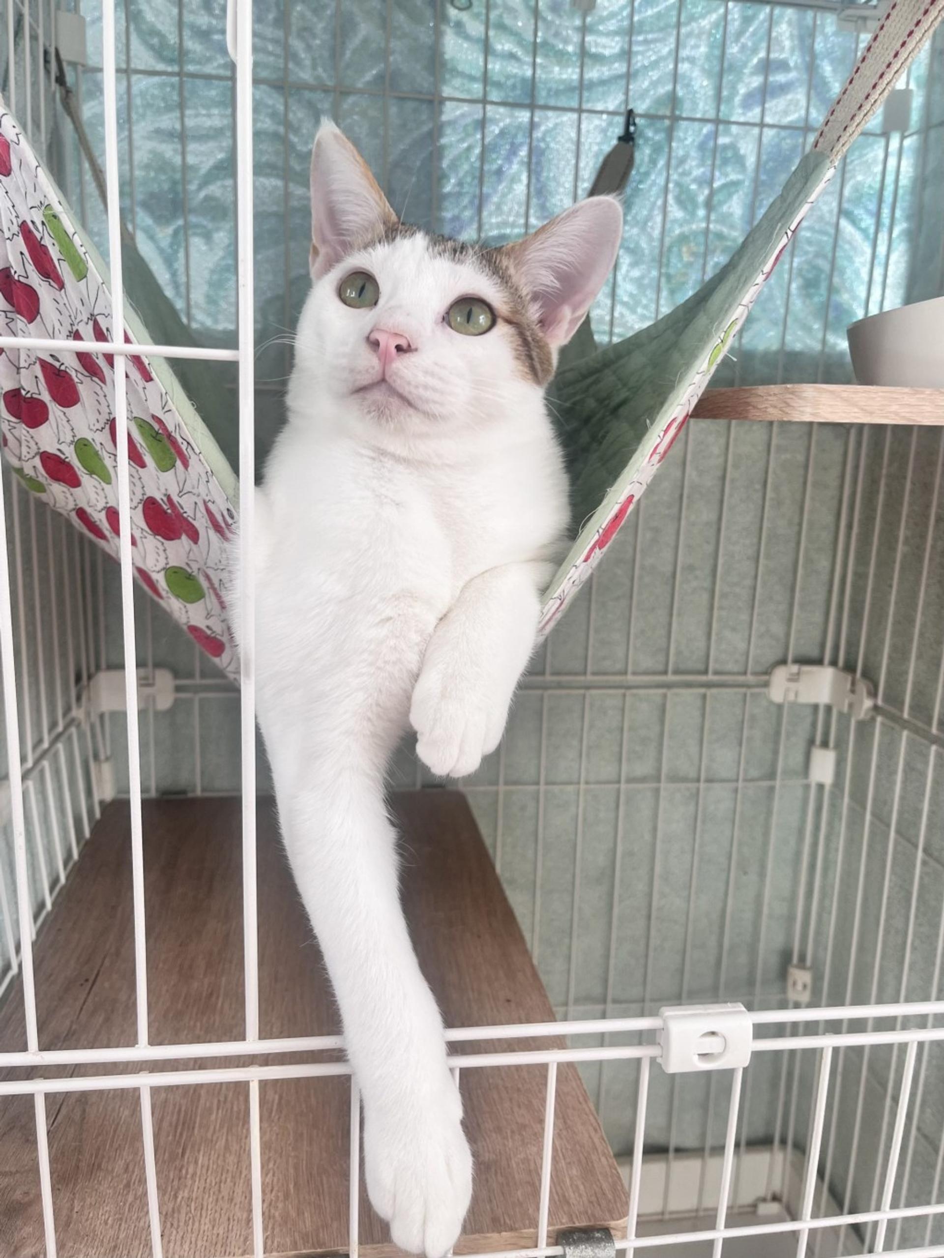 pet-image-2