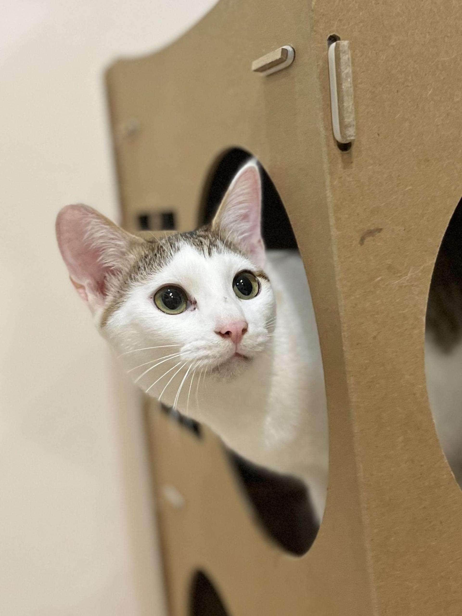 pet-image-6