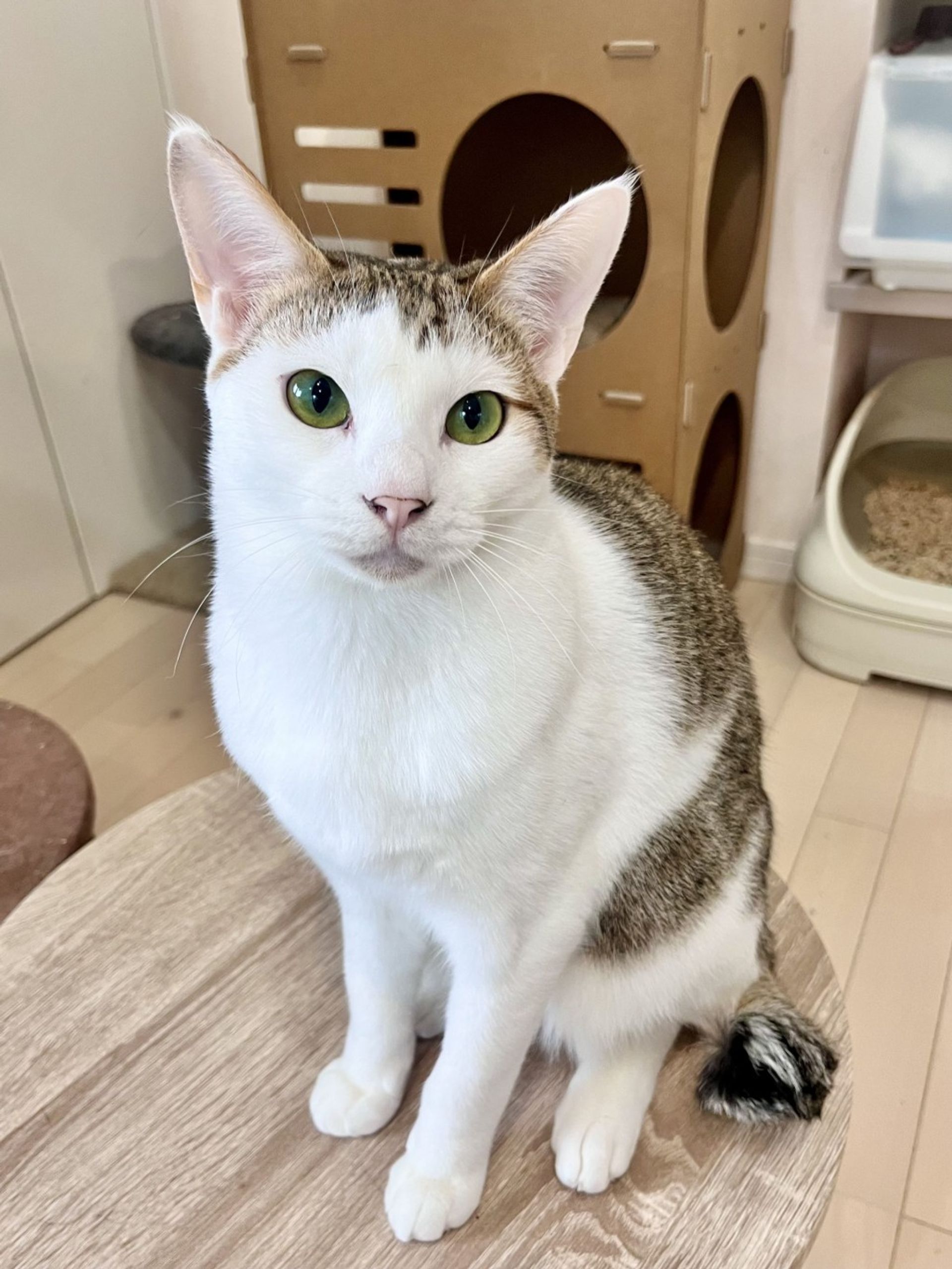 雑種（ミックス猫）・オスの里親募集の写真