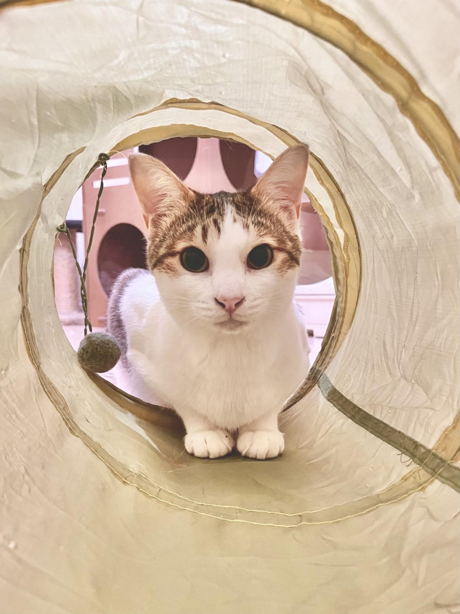 pet-image-4