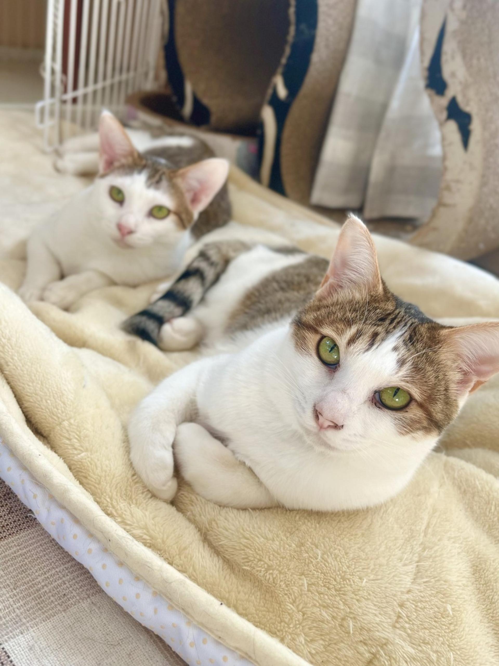 pet-image-5