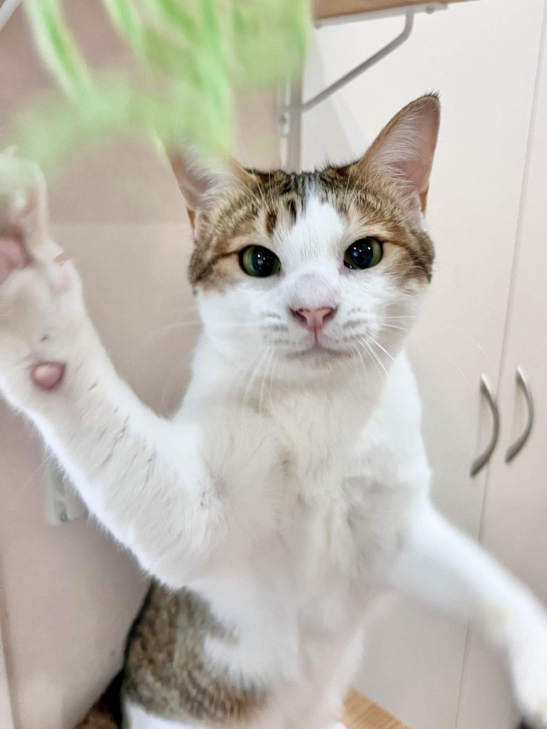 pet-image-6