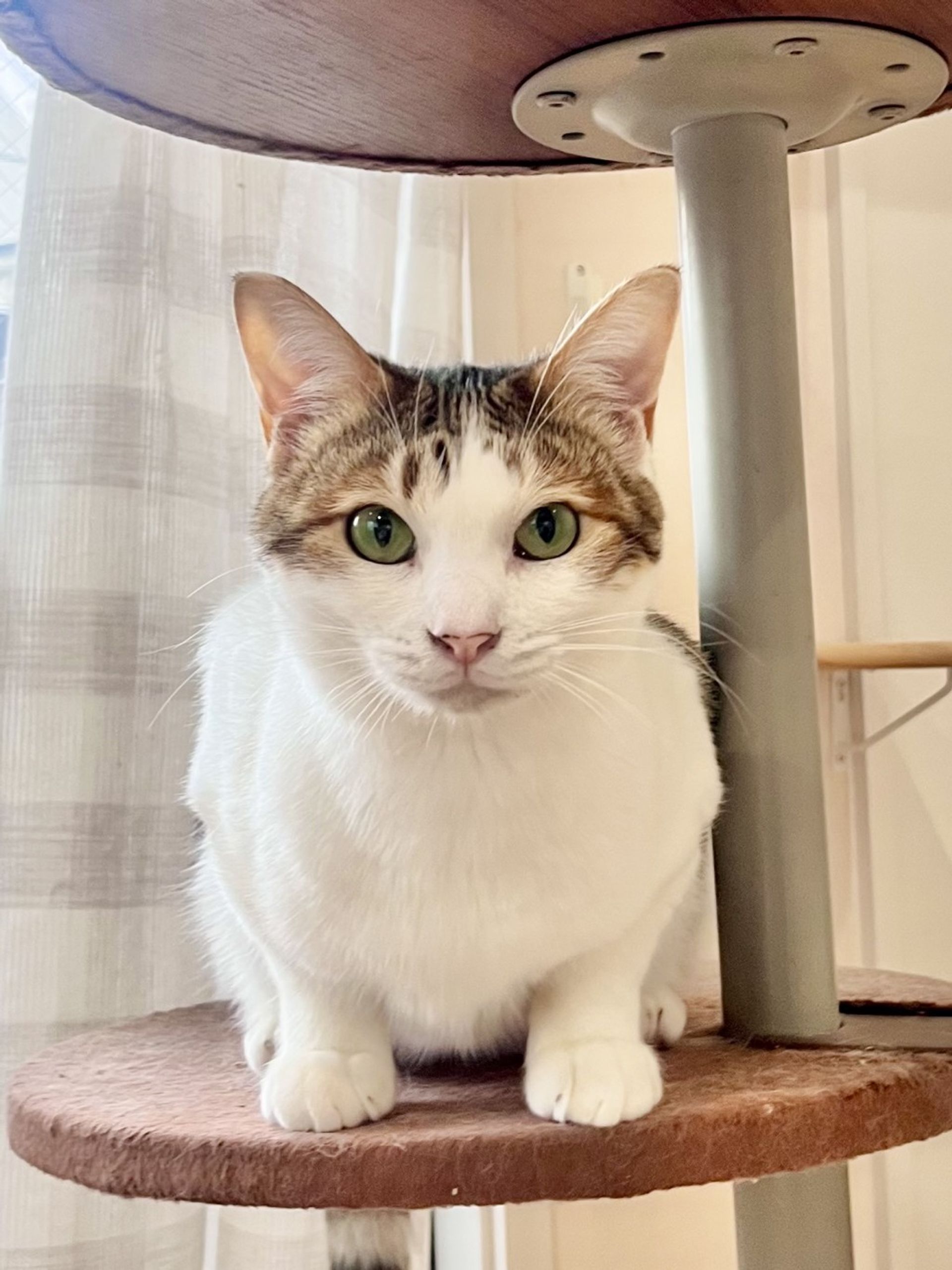 雑種（ミックス猫）・メスの里親募集の写真
