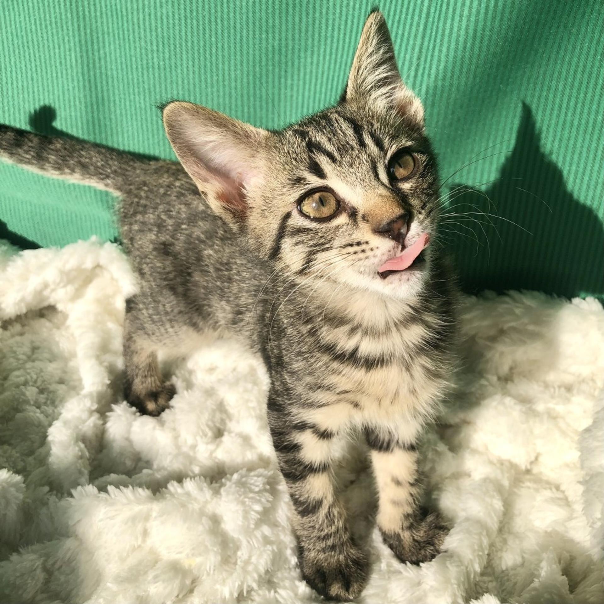 pet-image-6