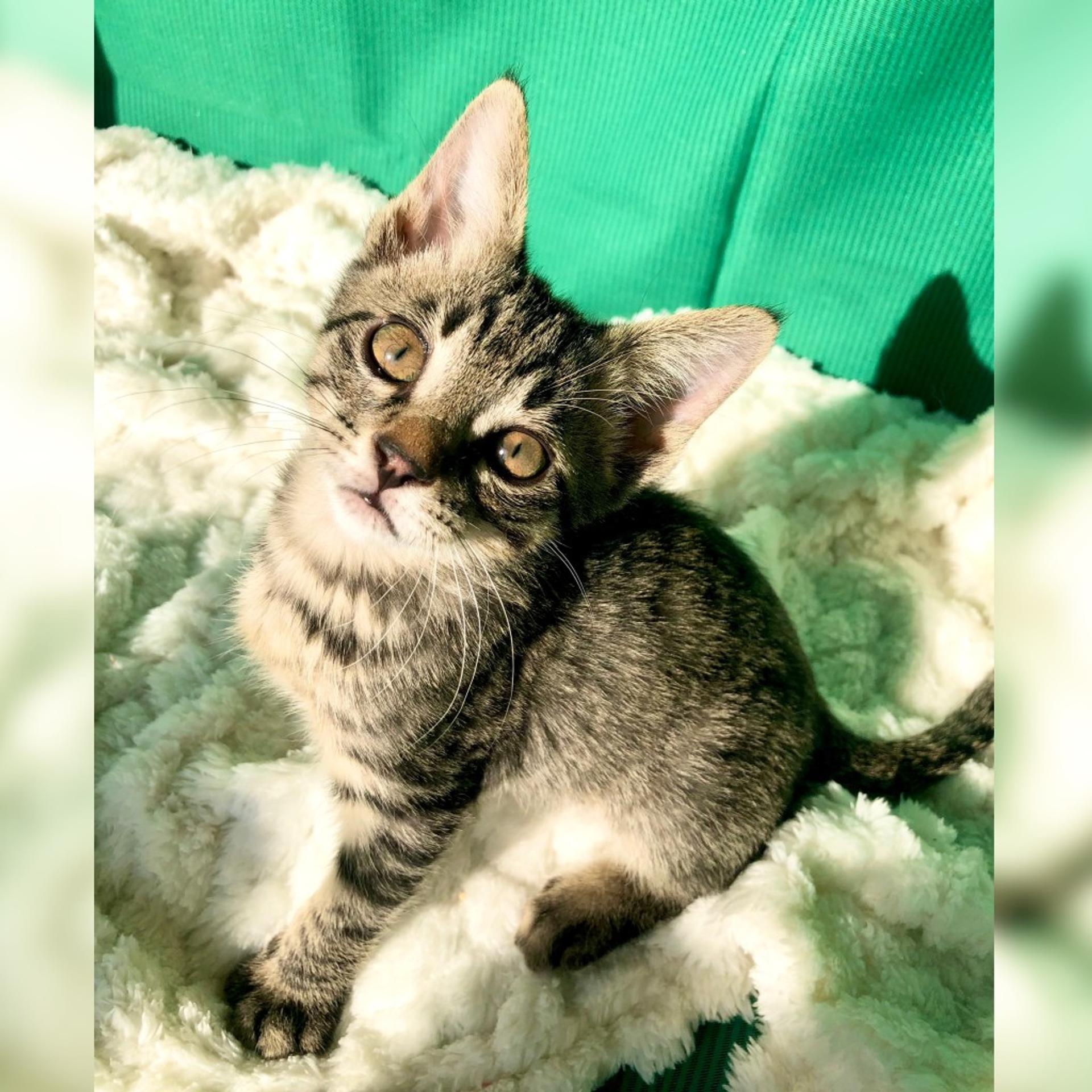pet-image-5