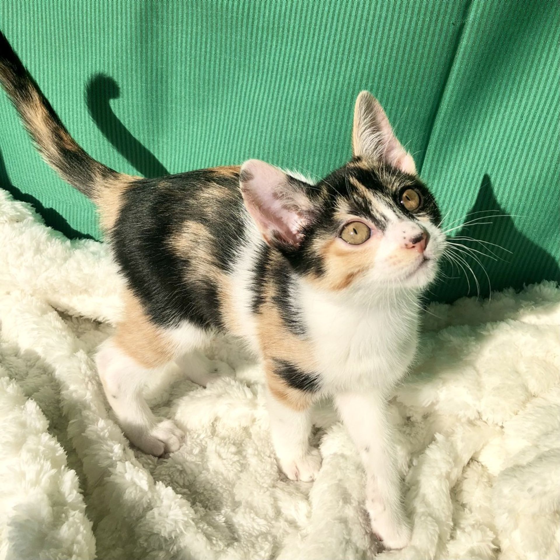 雑種（ミックス猫）・メスの里親募集の写真